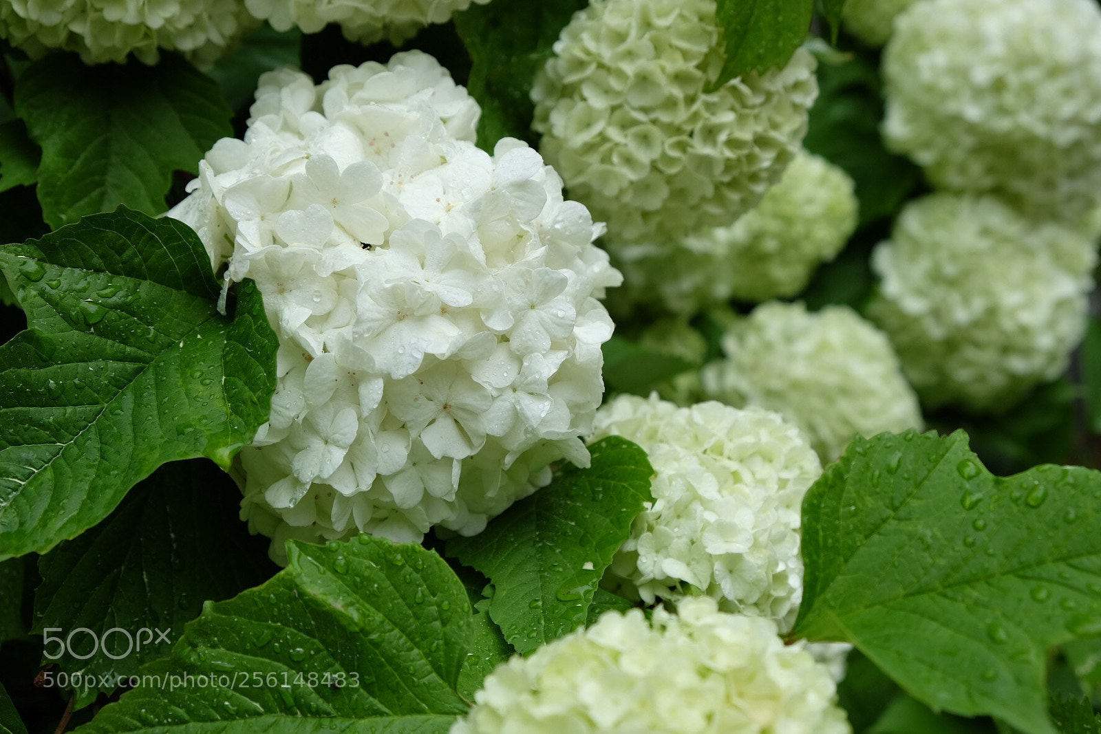 Fujifilm X-E2S sample photo. Hydrangea photography
