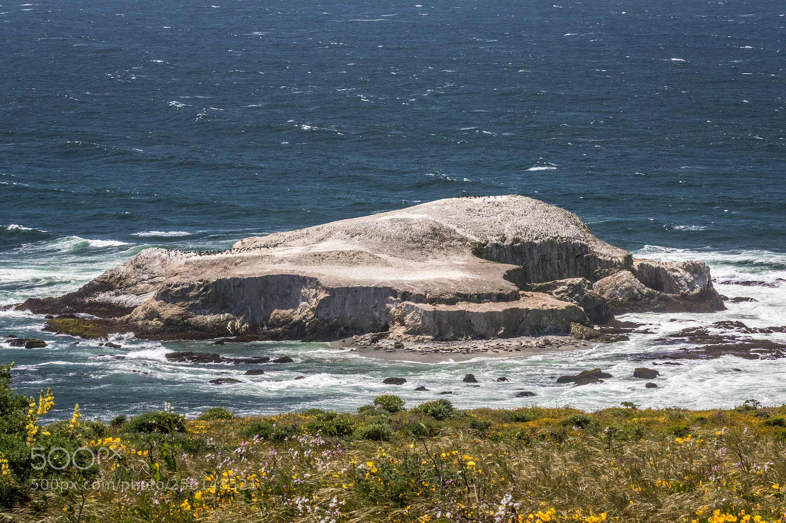 Canon EOS 7D Mark II sample photo. Bird rock photography