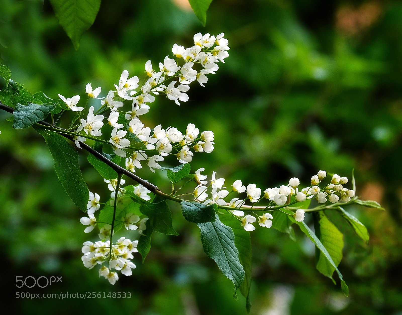 Fujifilm X-T20 sample photo. The white bird cherry photography