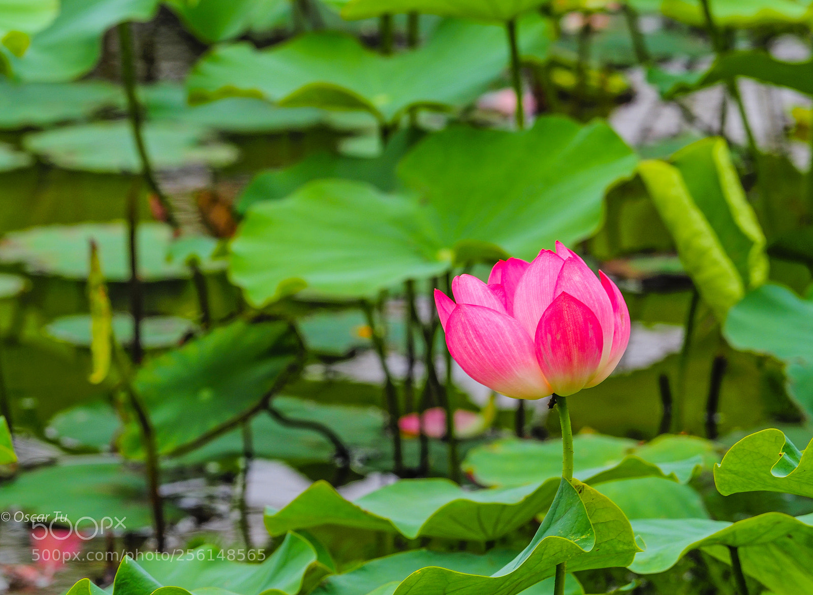 Olympus OM-D E-M1 Mark II sample photo. Untitled photography