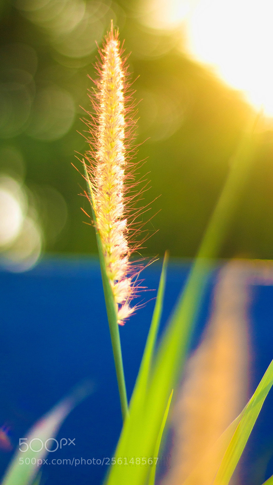 Canon EOS 700D (EOS Rebel T5i / EOS Kiss X7i) sample photo. Take a breath of photography