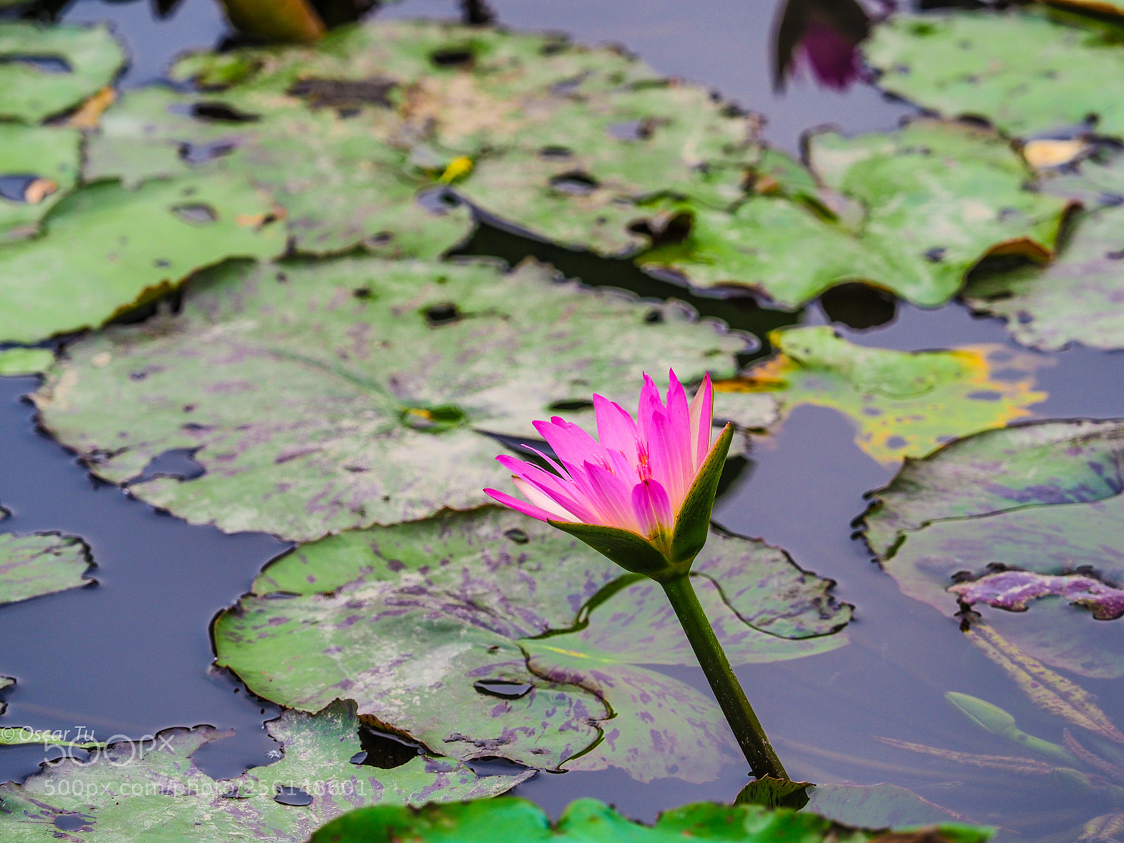 Olympus OM-D E-M1 Mark II sample photo. Untitled photography