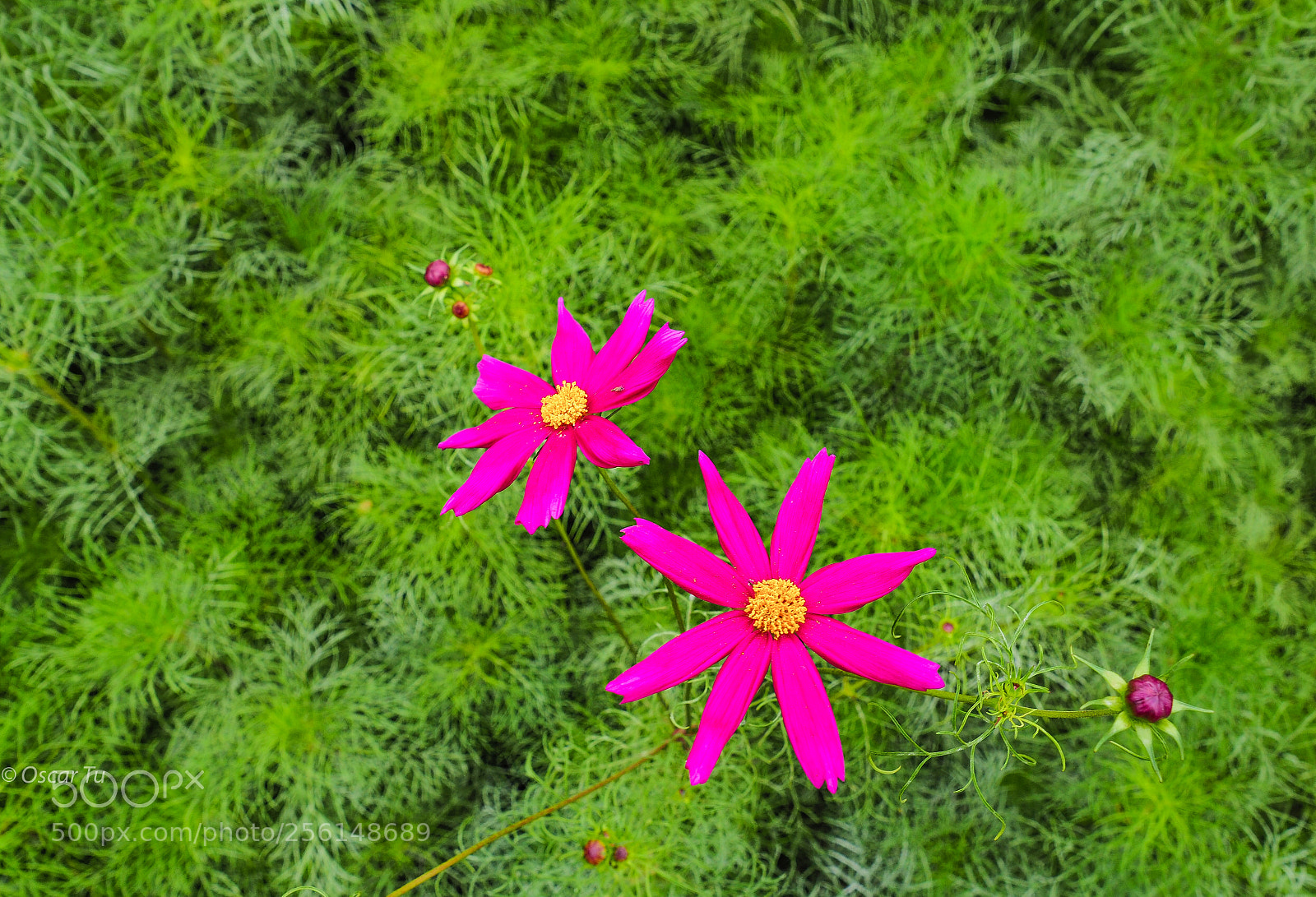 Olympus OM-D E-M1 Mark II sample photo. Untitled photography