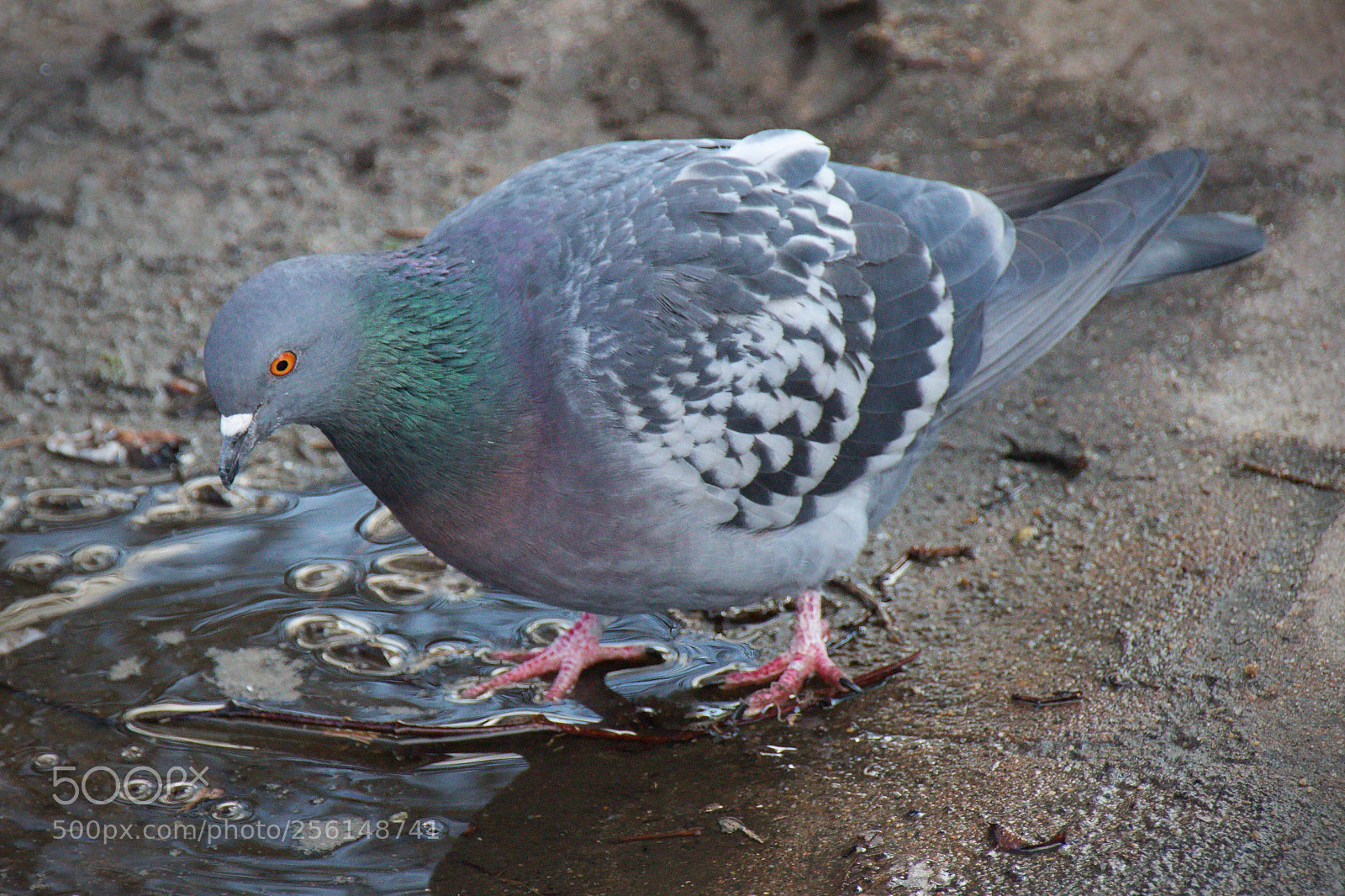 Canon EOS 700D (EOS Rebel T5i / EOS Kiss X7i) sample photo. Pigeon 2 photography
