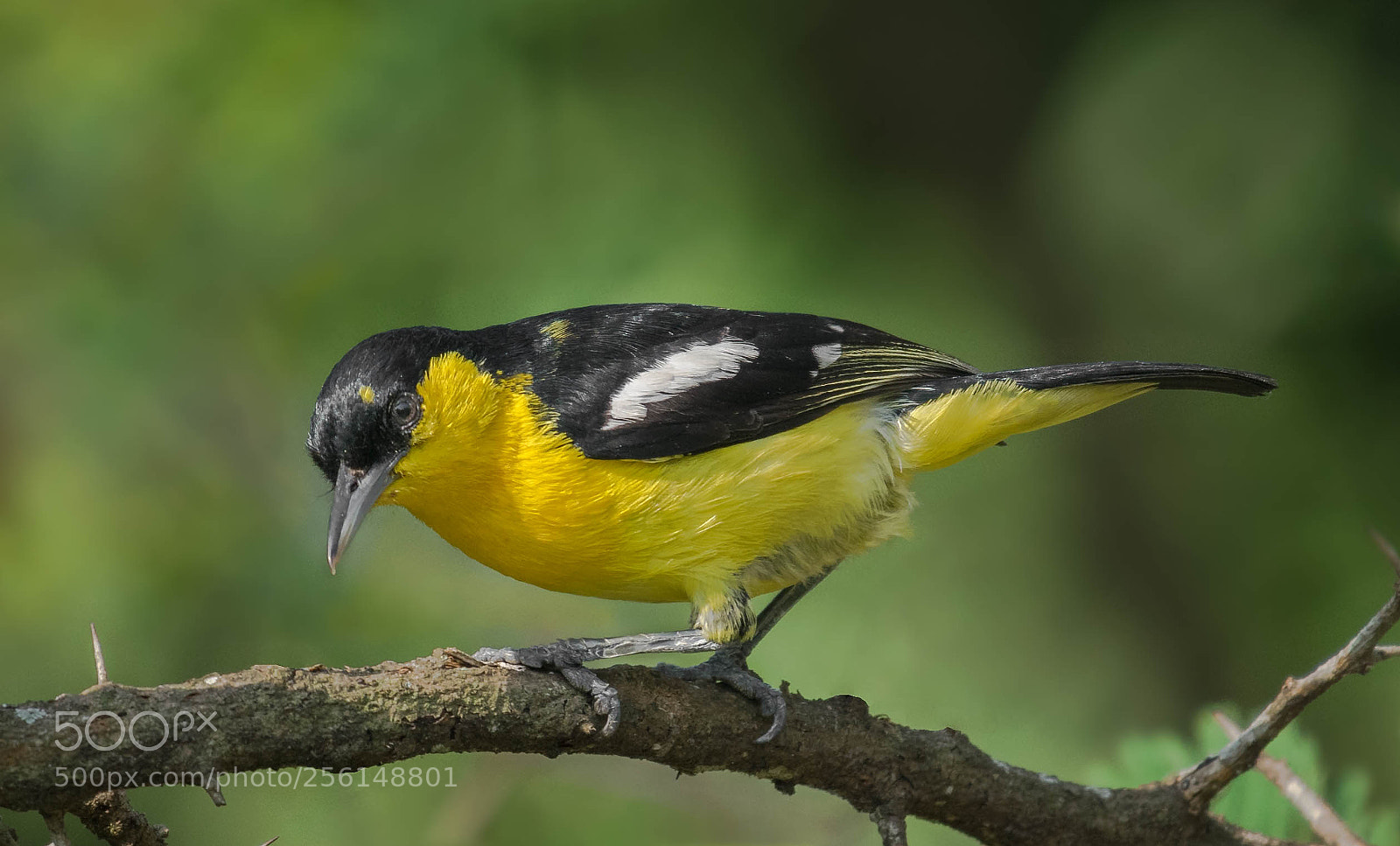 Nikon D5300 sample photo. Common iora photography