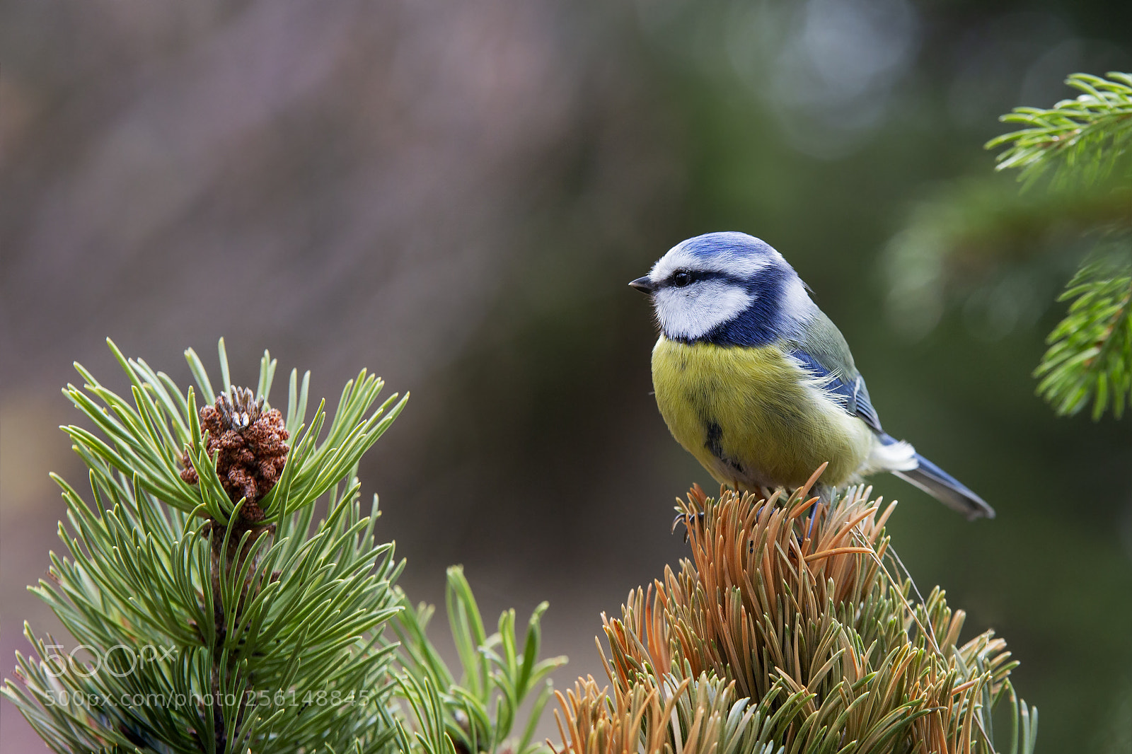 Canon EOS 6D sample photo. Sinitiainen, blue tit photography
