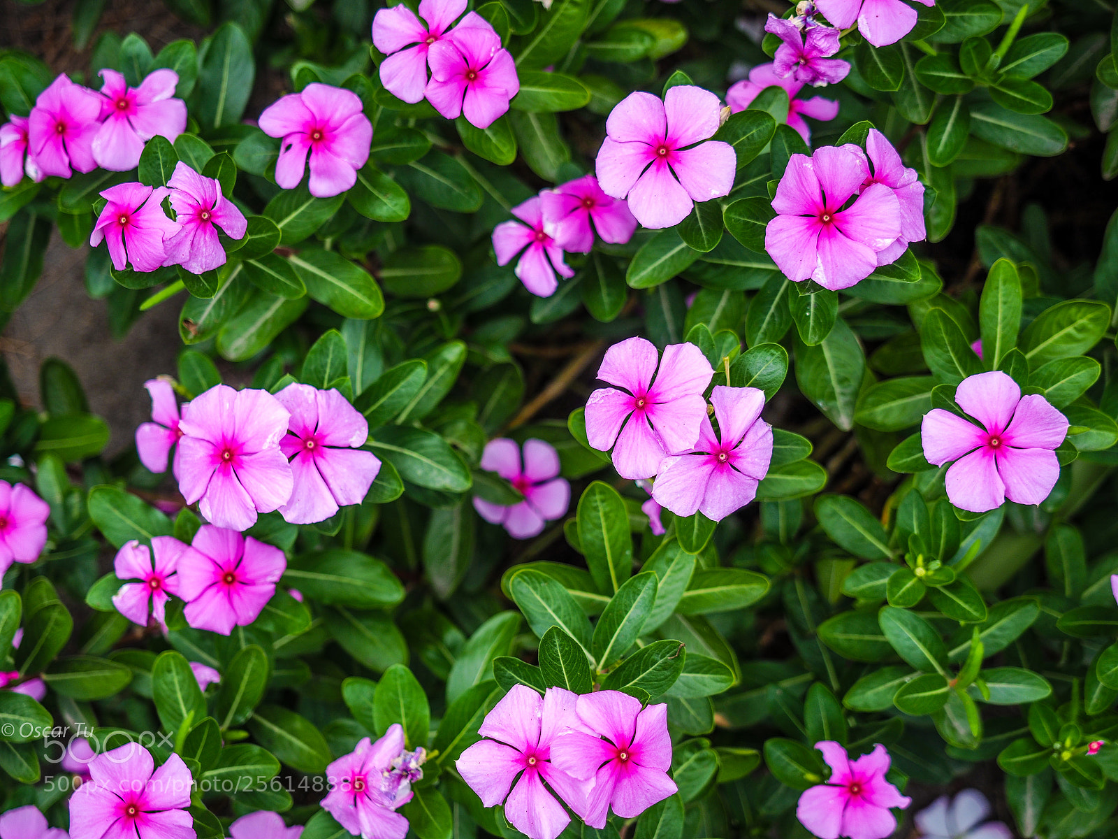 Olympus OM-D E-M1 Mark II sample photo. Untitled photography