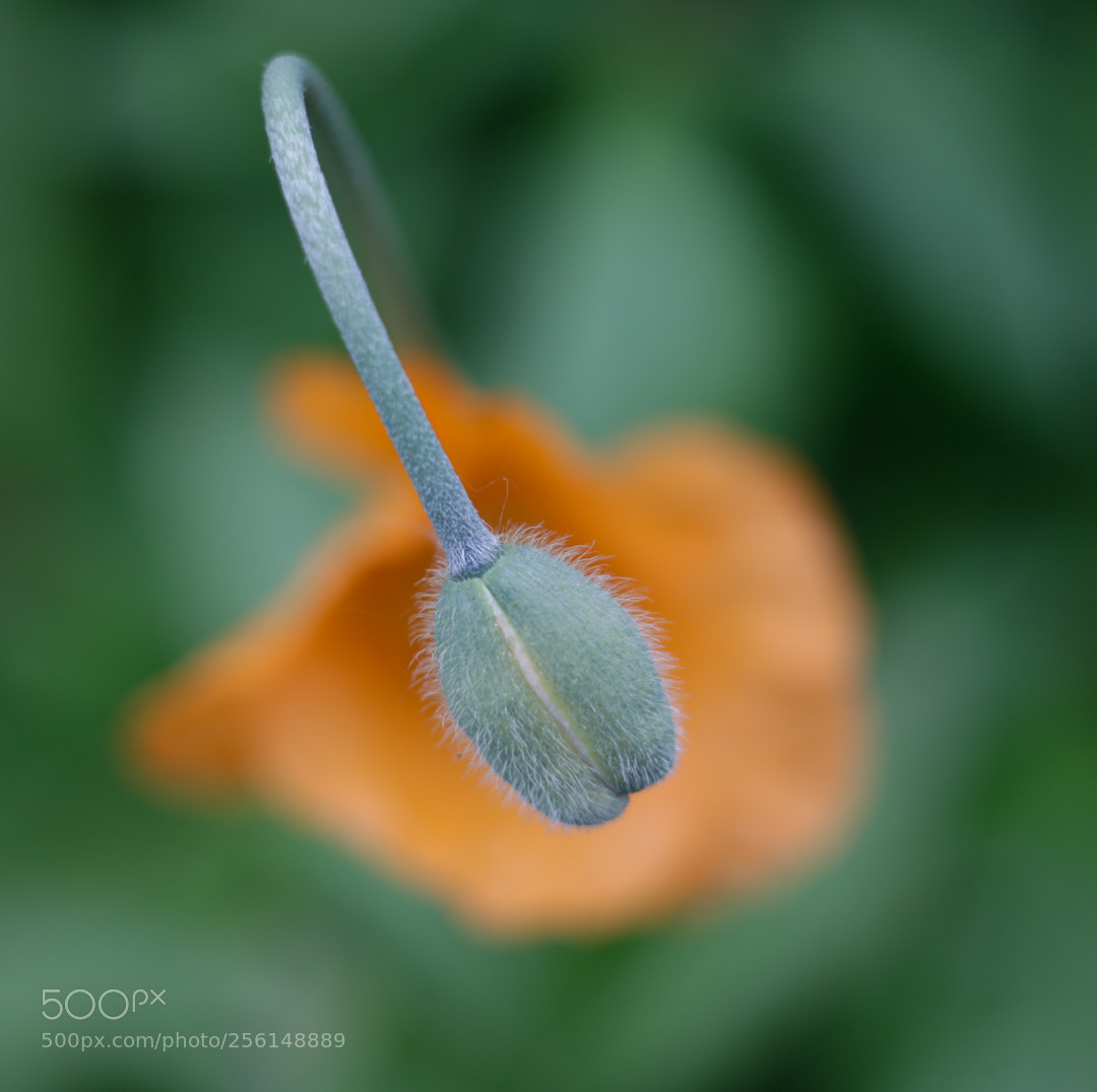 Canon EOS 6D sample photo. Untitled photography