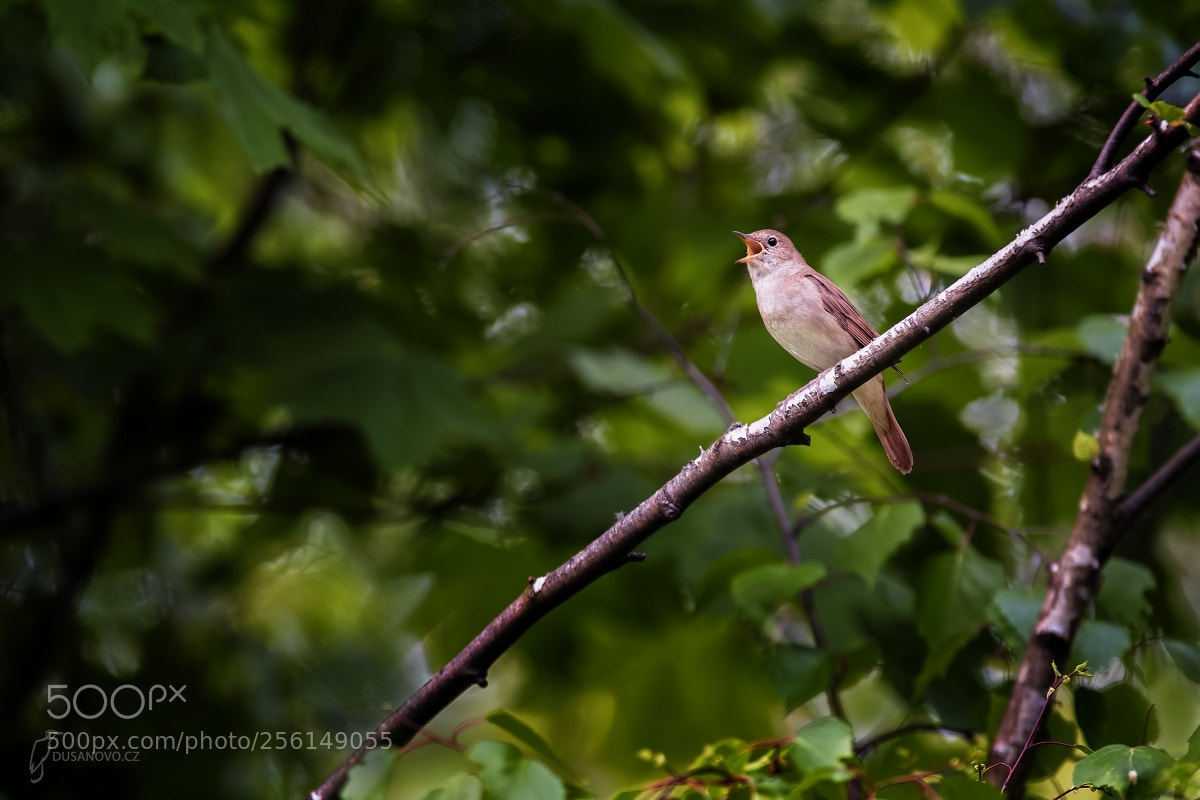 Nikon D500 sample photo. Common nightingale photography