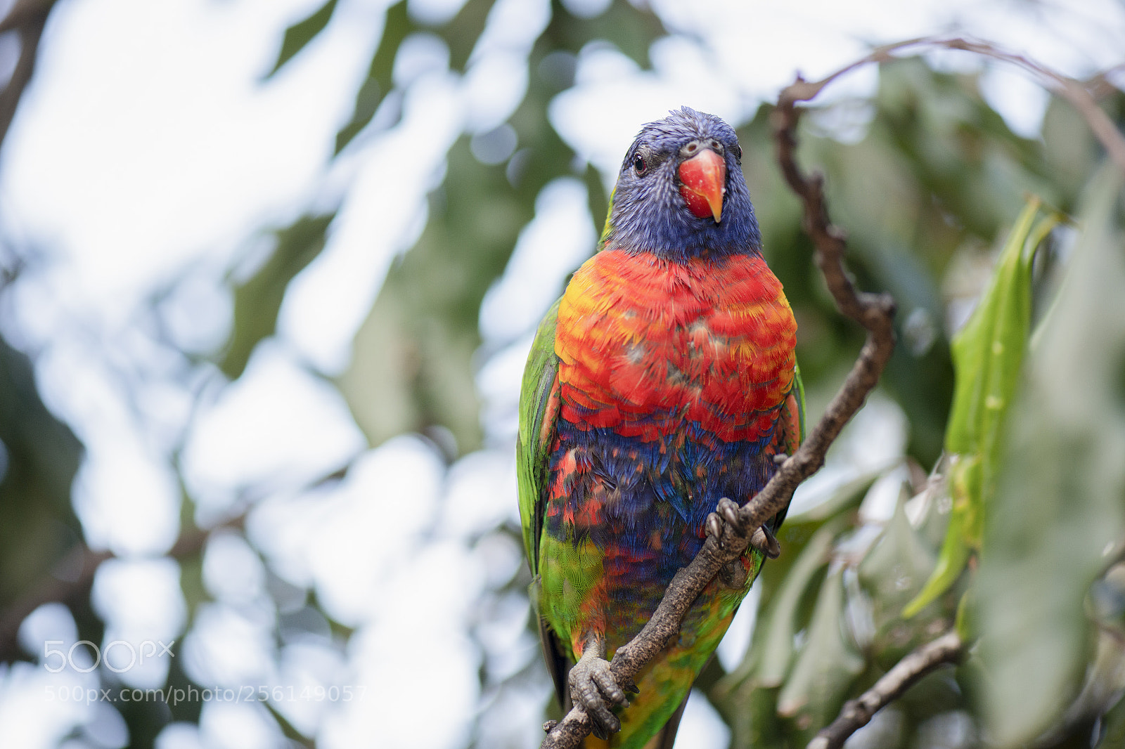 Nikon D800 sample photo. Rainbow lorikeet photography
