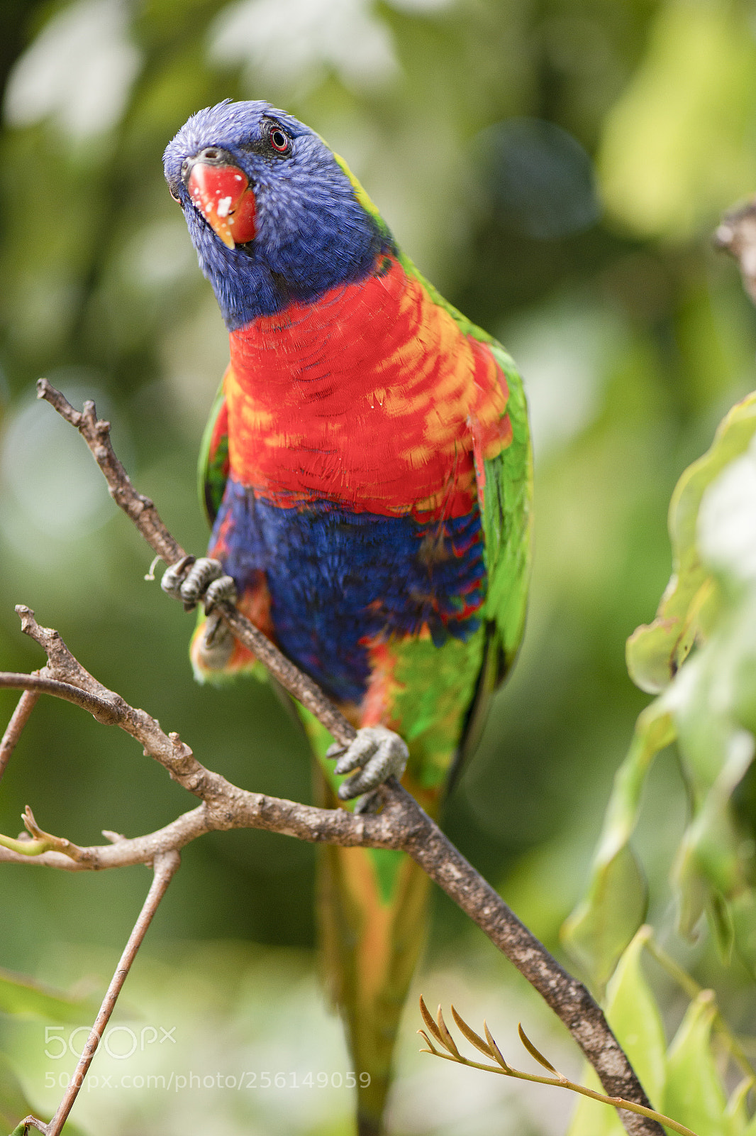 Nikon D800 sample photo. Rainbow lorikeet photography