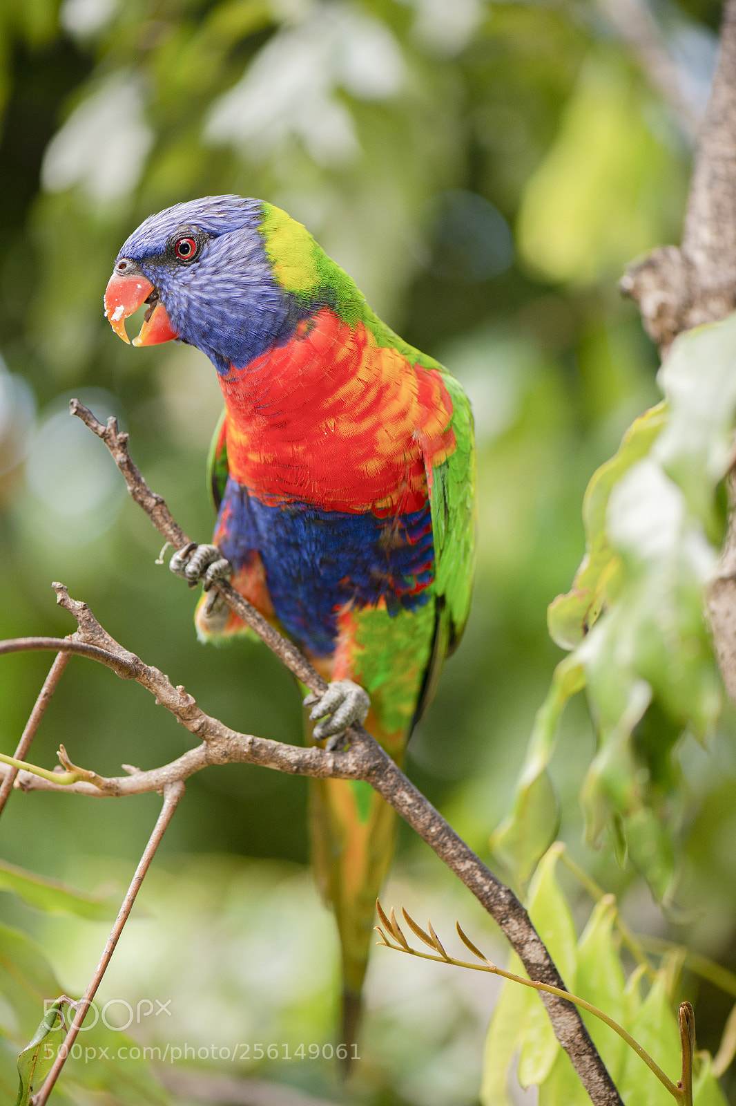 Nikon D800 sample photo. Rainbow lorikeet photography