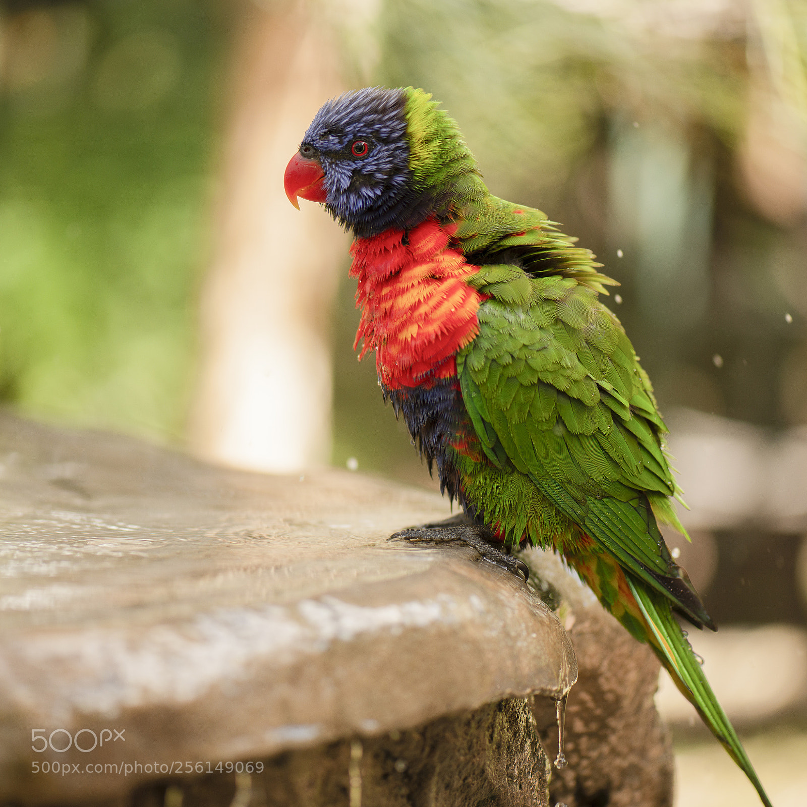 Nikon D800 sample photo. Rainbow lorikeet photography