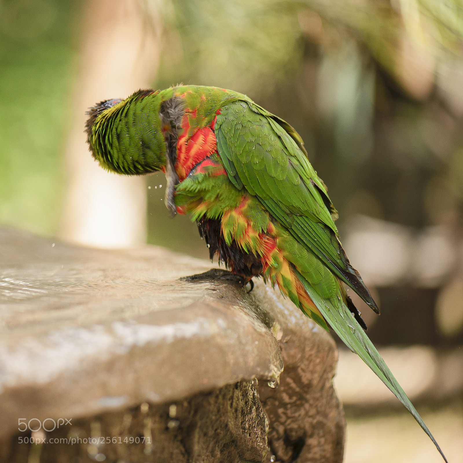 Nikon D800 sample photo. Rainbow lorikeet photography