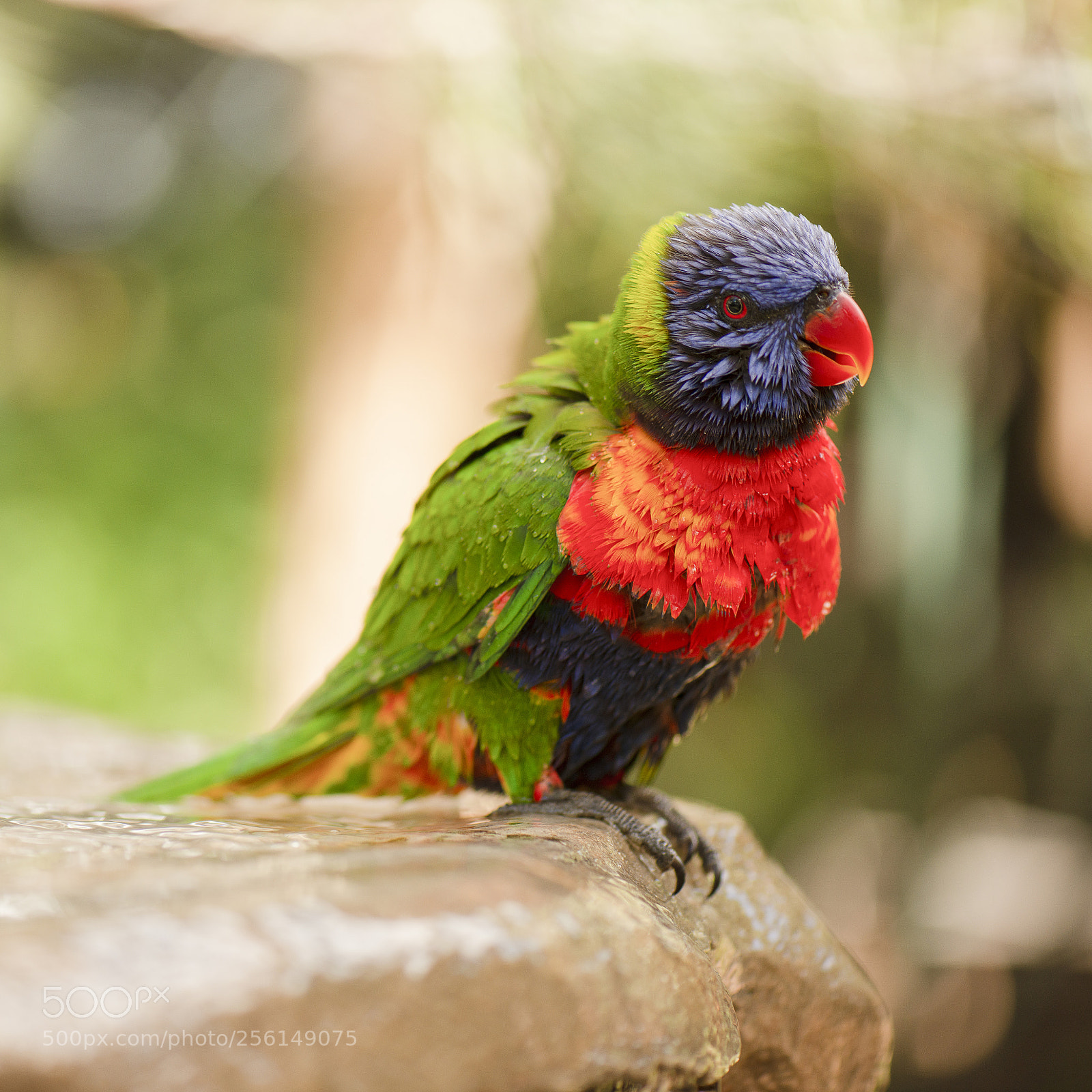 Nikon D800 sample photo. Rainbow lorikeet photography