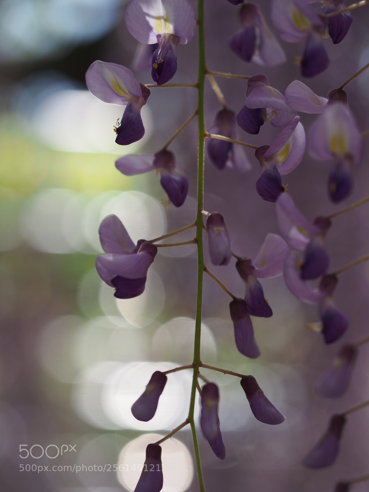 Olympus OM-D E-M5 sample photo. Wisteria photography