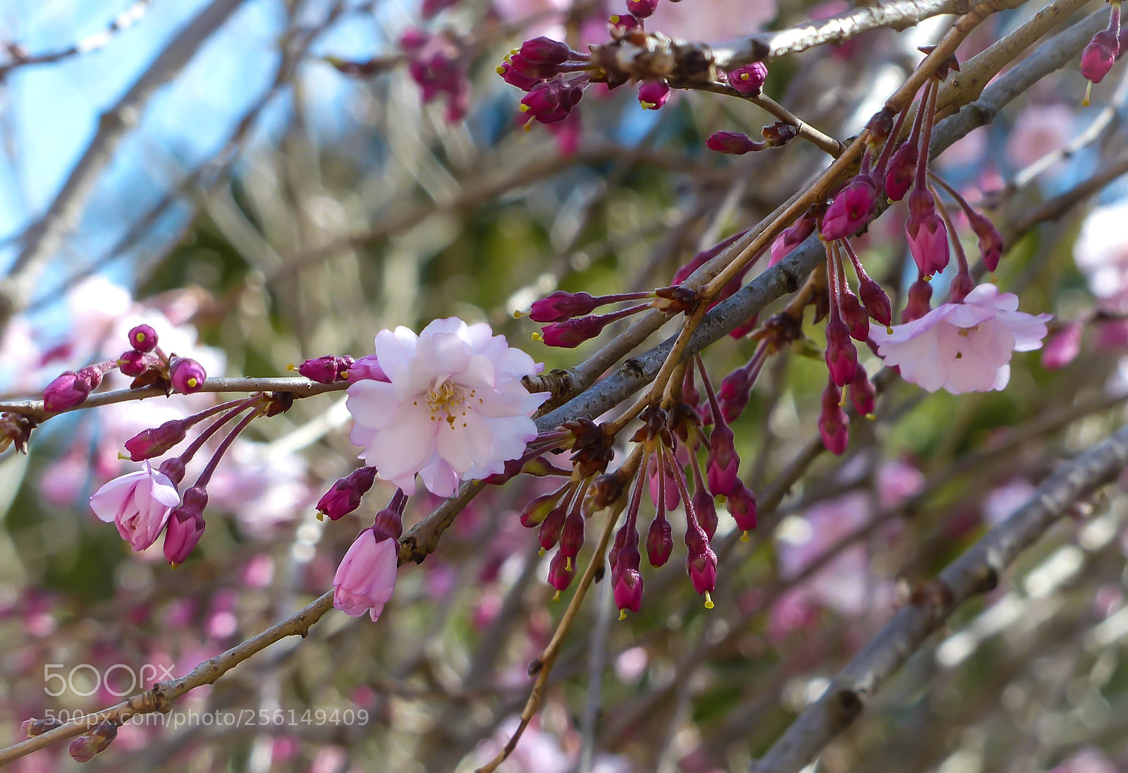 Panasonic Lumix DMC-FZ200 sample photo. Stages photography