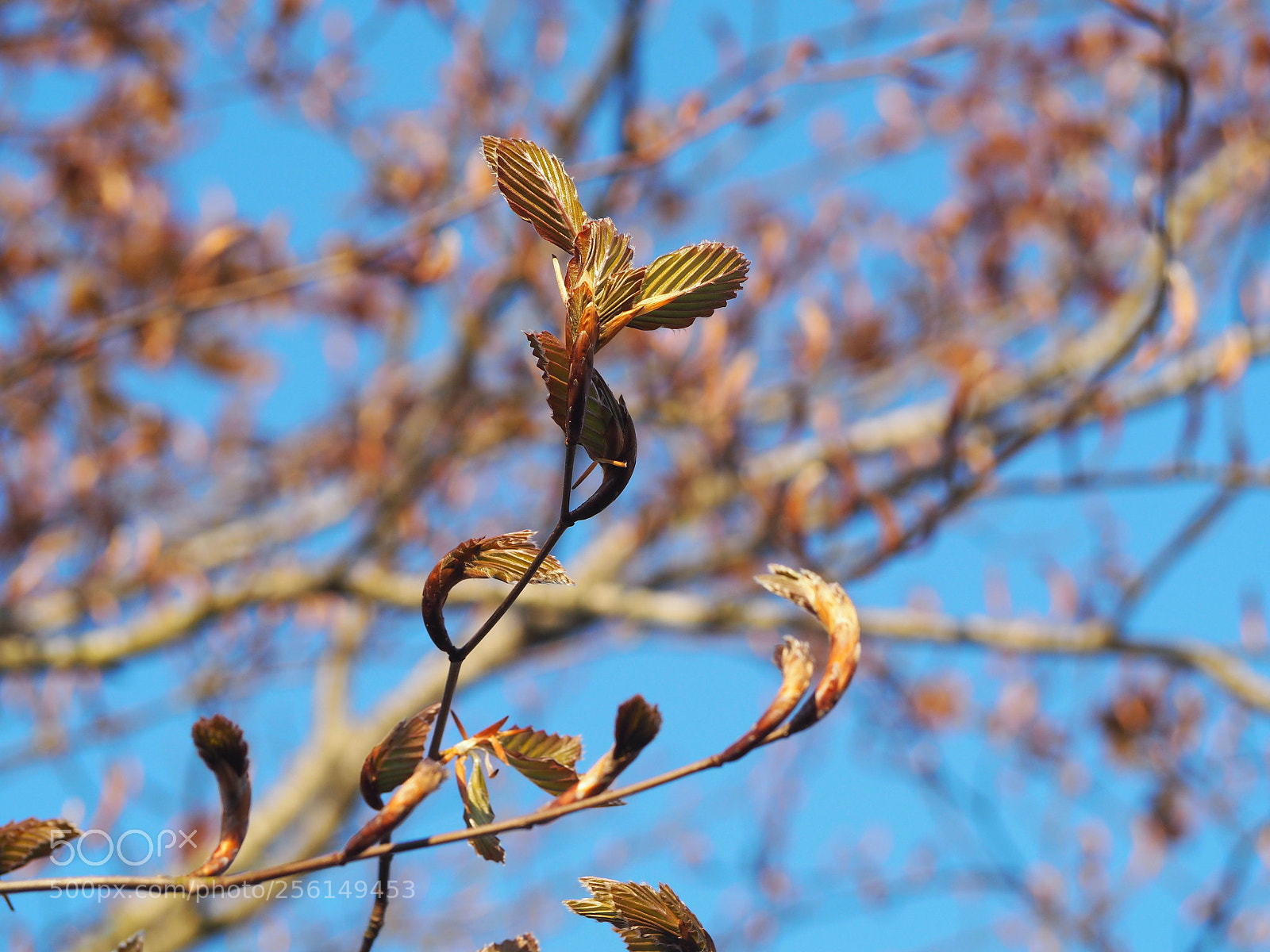 Olympus PEN E-PL7 sample photo. Beech coming to life photography