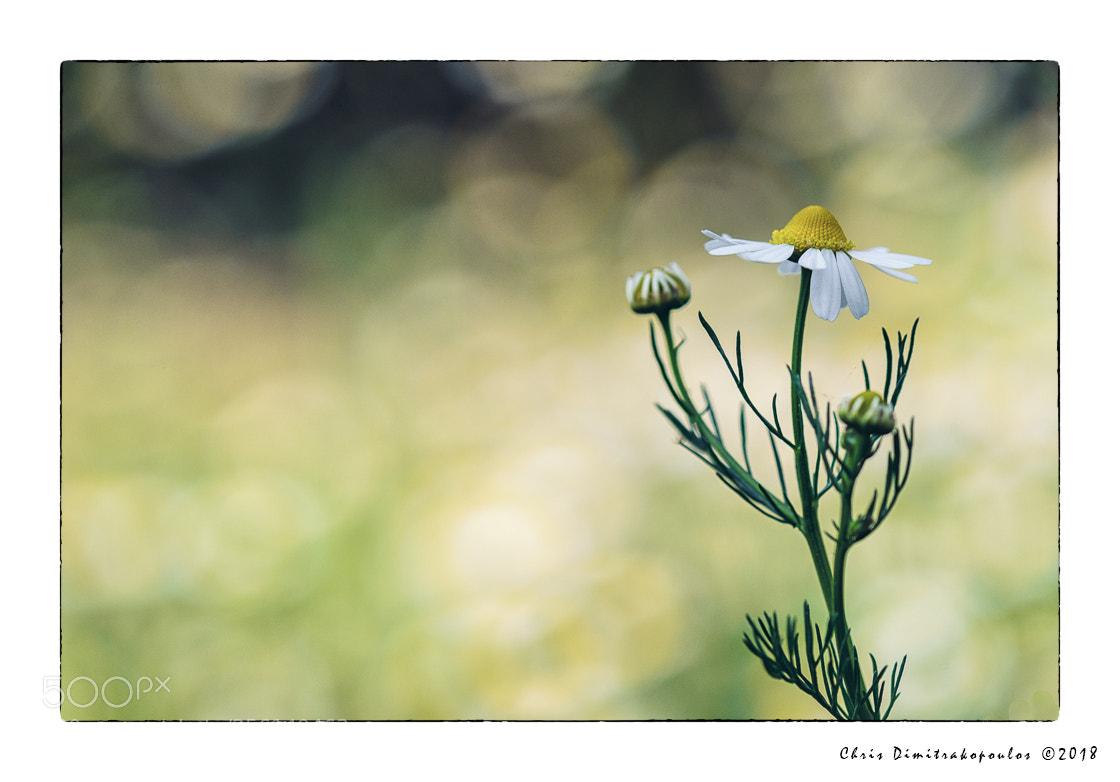 Nikon D7000 sample photo. Chamomile photography