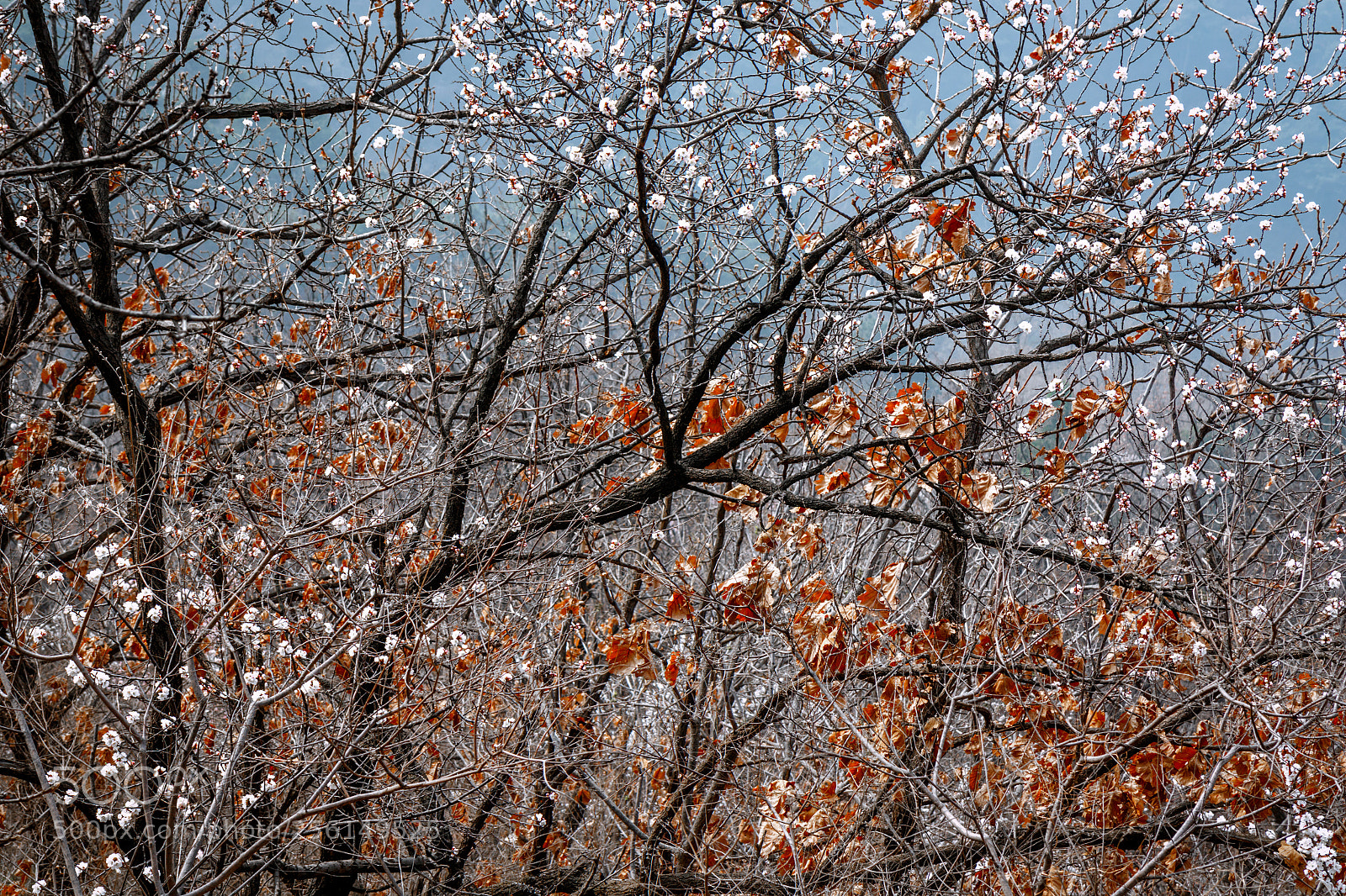 Canon EOS 7D Mark II sample photo. Spring at the great photography