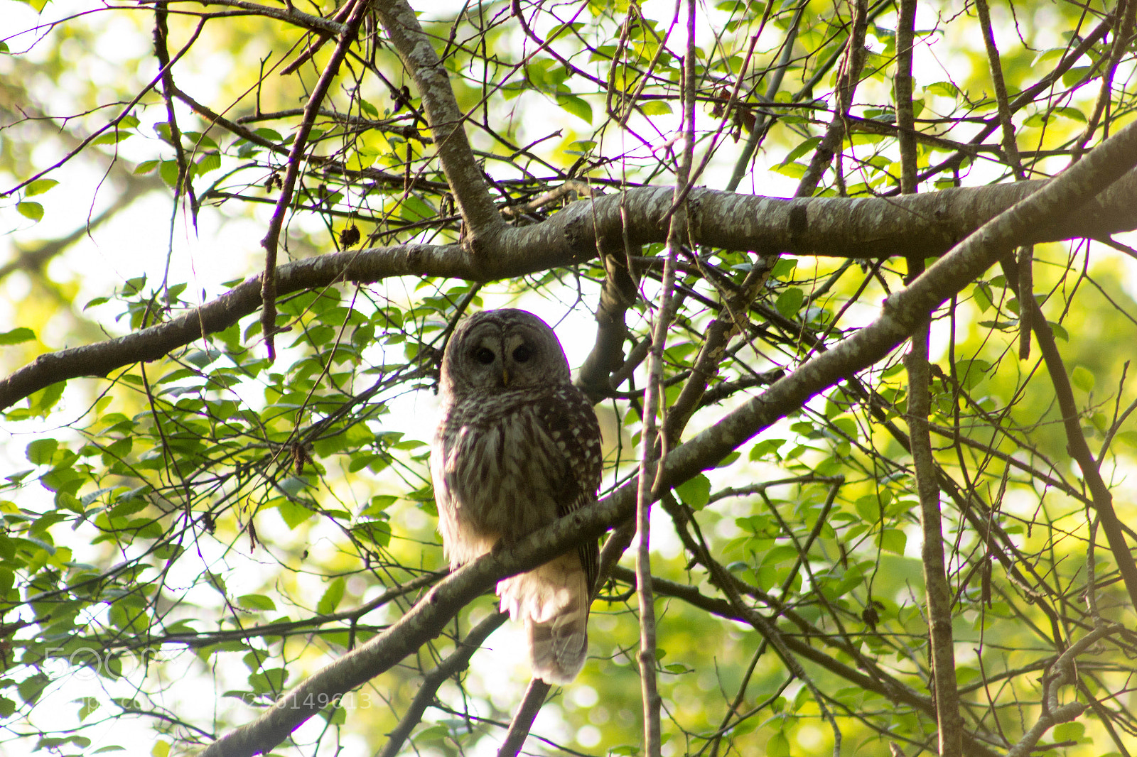 Canon EOS 600D (Rebel EOS T3i / EOS Kiss X5) sample photo. Life's a hoot photography