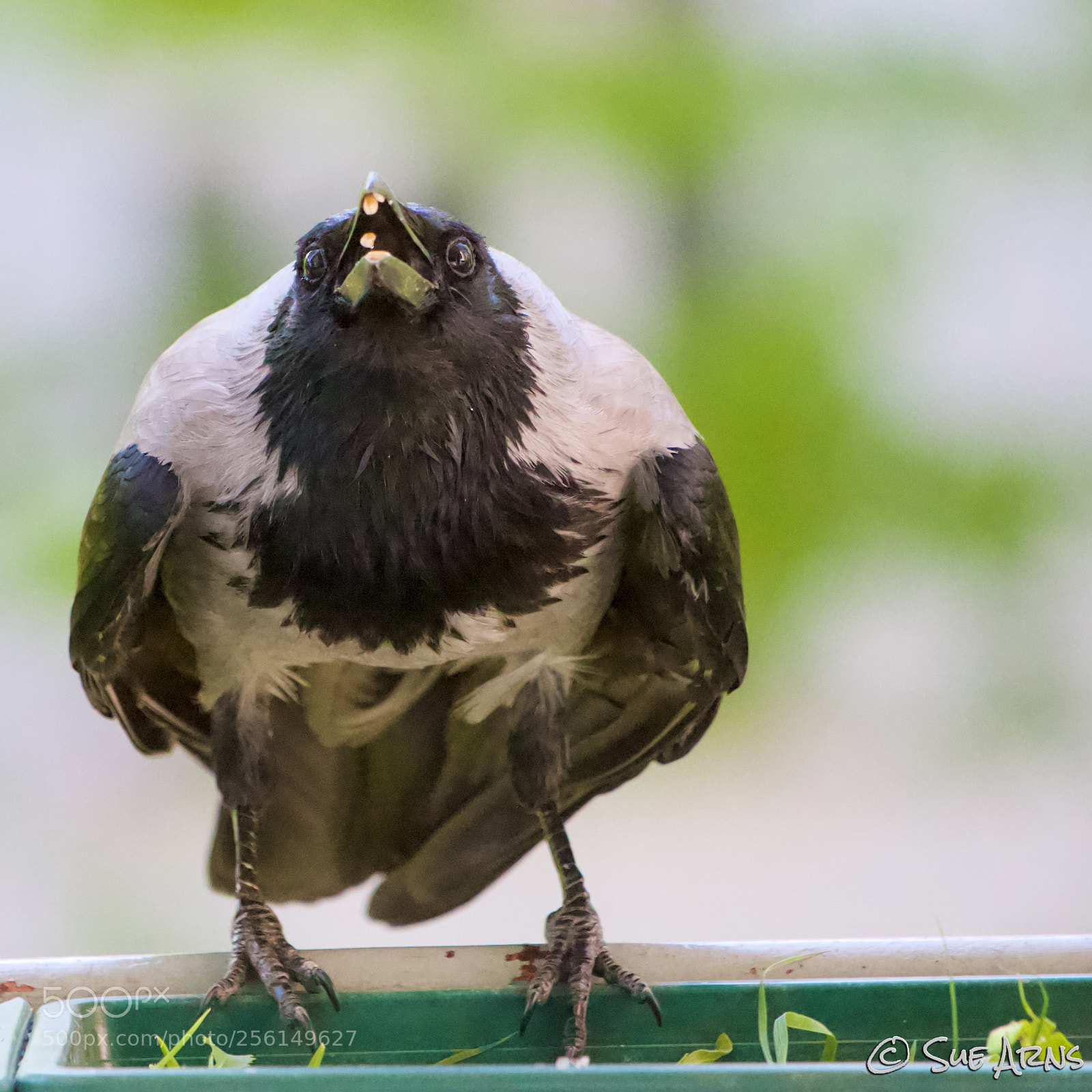 Canon EOS 6D sample photo. Lunch for the crow photography