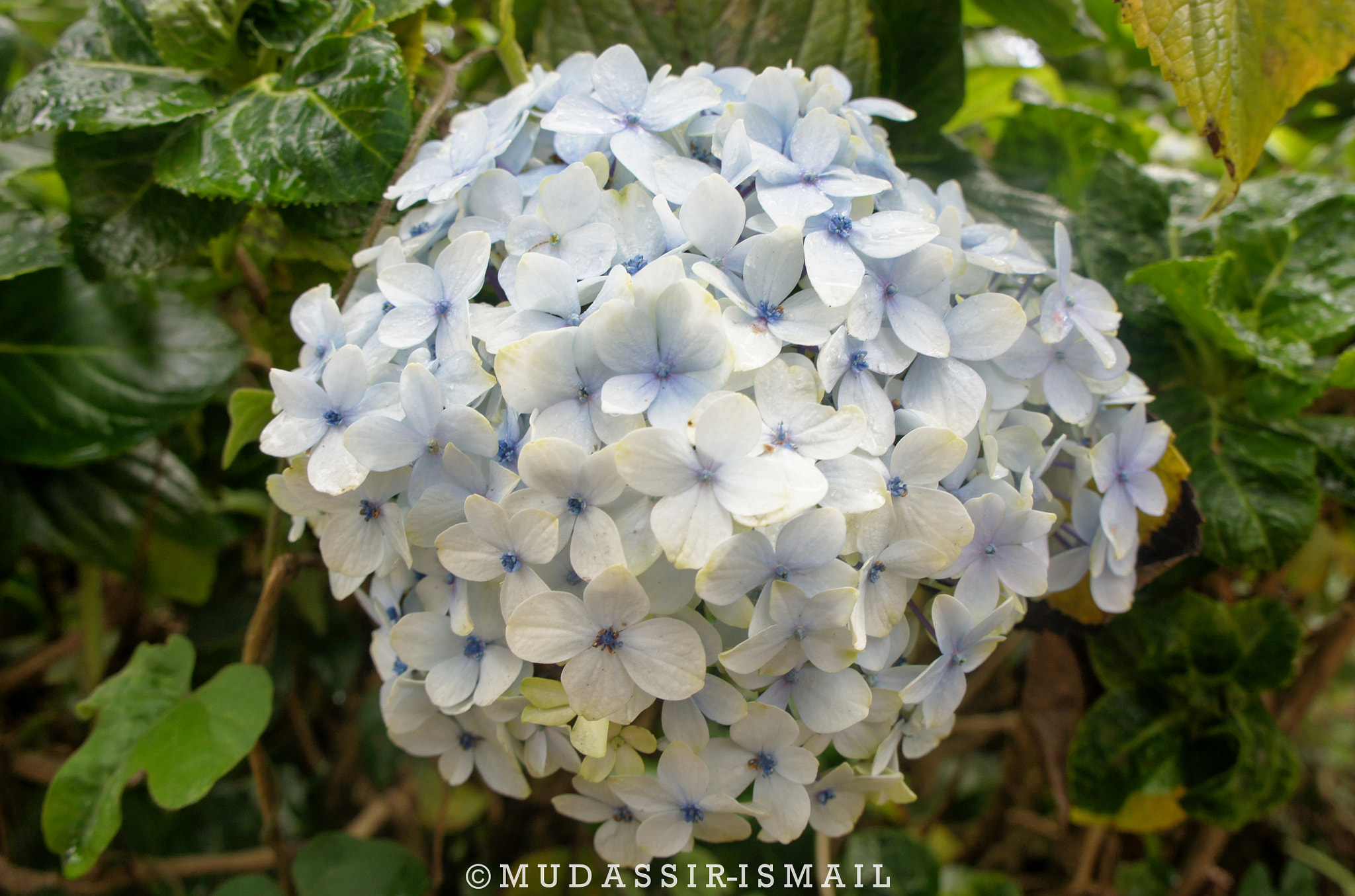 Sony Alpha NEX-3 sample photo. Flowers photography