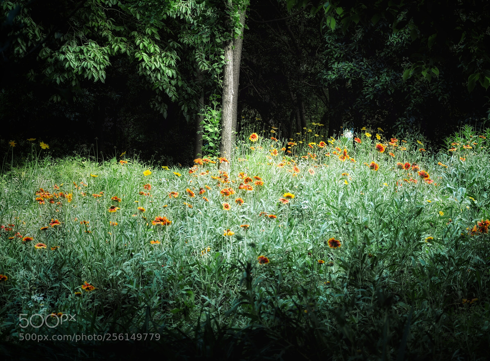 Nikon D7100 sample photo. April photo photography