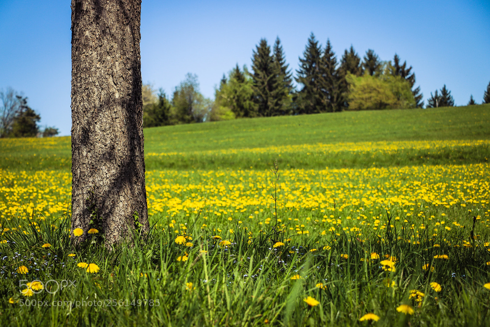Canon EOS 750D (EOS Rebel T6i / EOS Kiss X8i) sample photo. Polje regrata photography