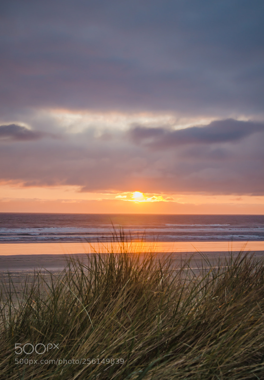 Nikon D7000 sample photo. Dune grasses in the photography