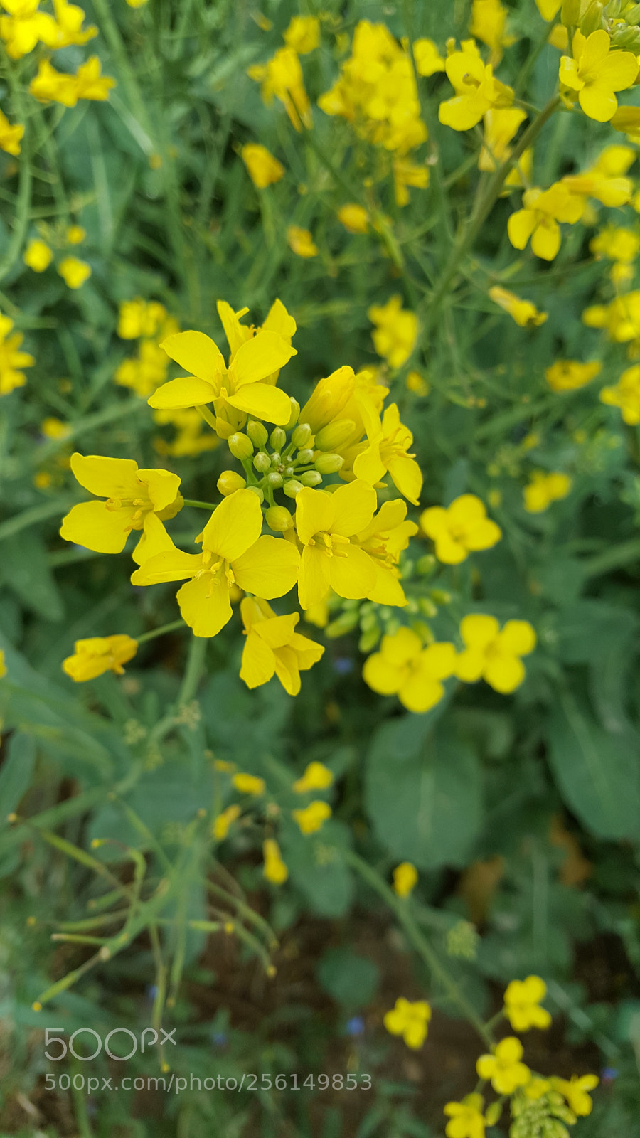 Samsung Galaxy Note5 sample photo. Untitled photography