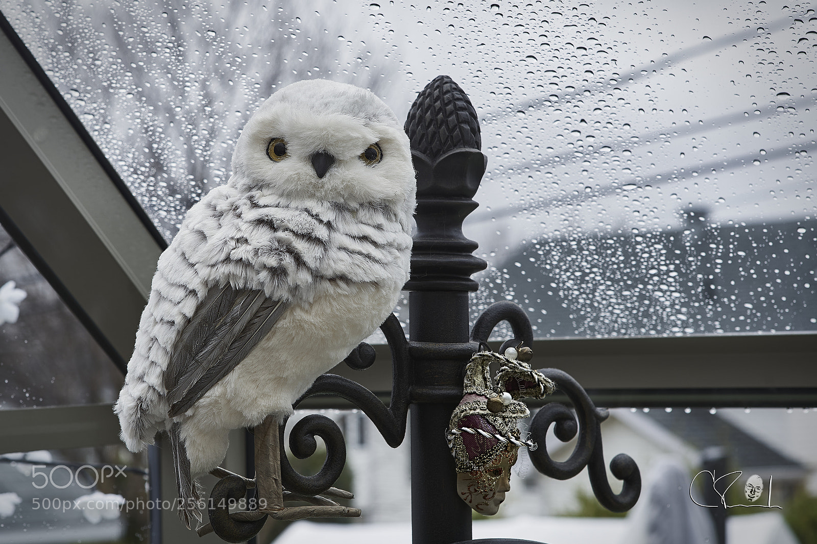 Sony a7 III sample photo. Hibou photography