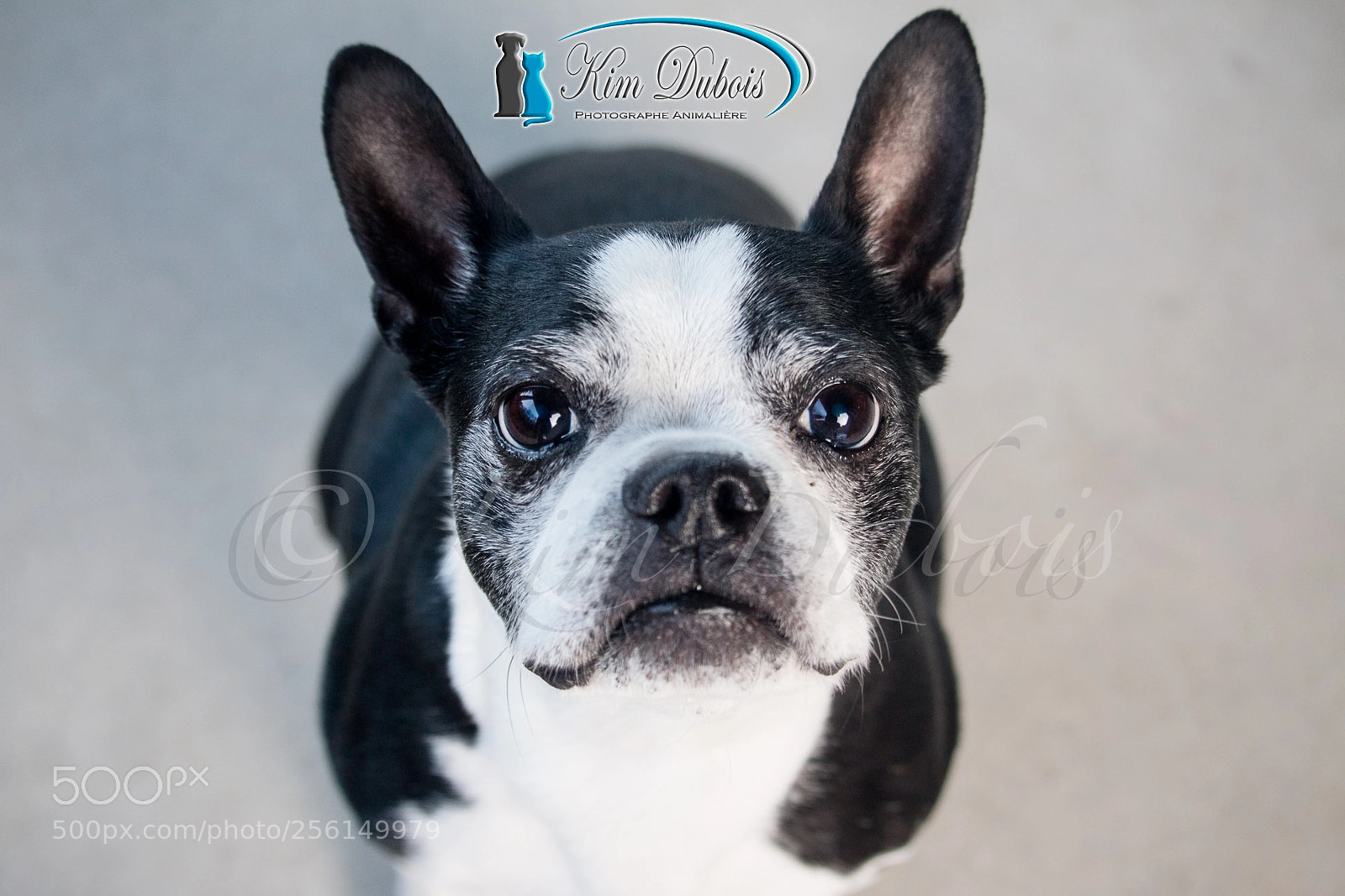 Canon EOS 70D sample photo. Parfait yoda photography