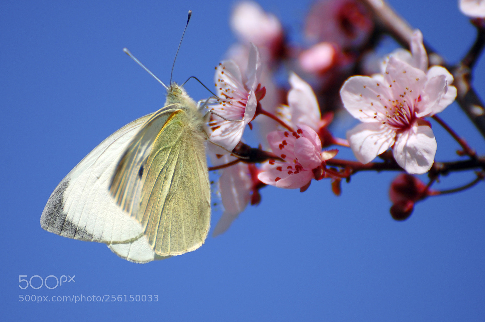 Nikon D40 sample photo. Libando photography
