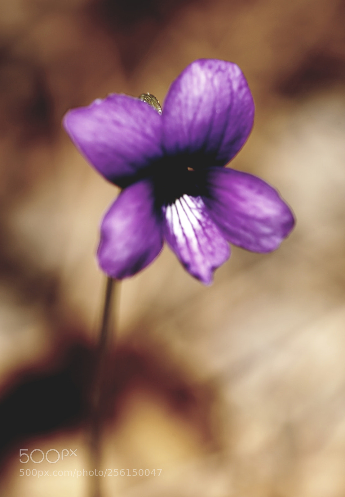 Sony a7 II sample photo. Viola mandshurica photography