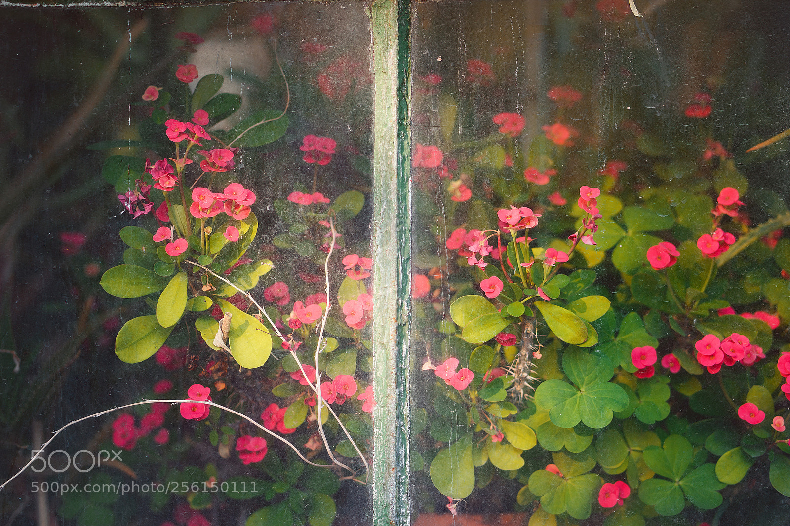 Sony a7 sample photo. Desire photography