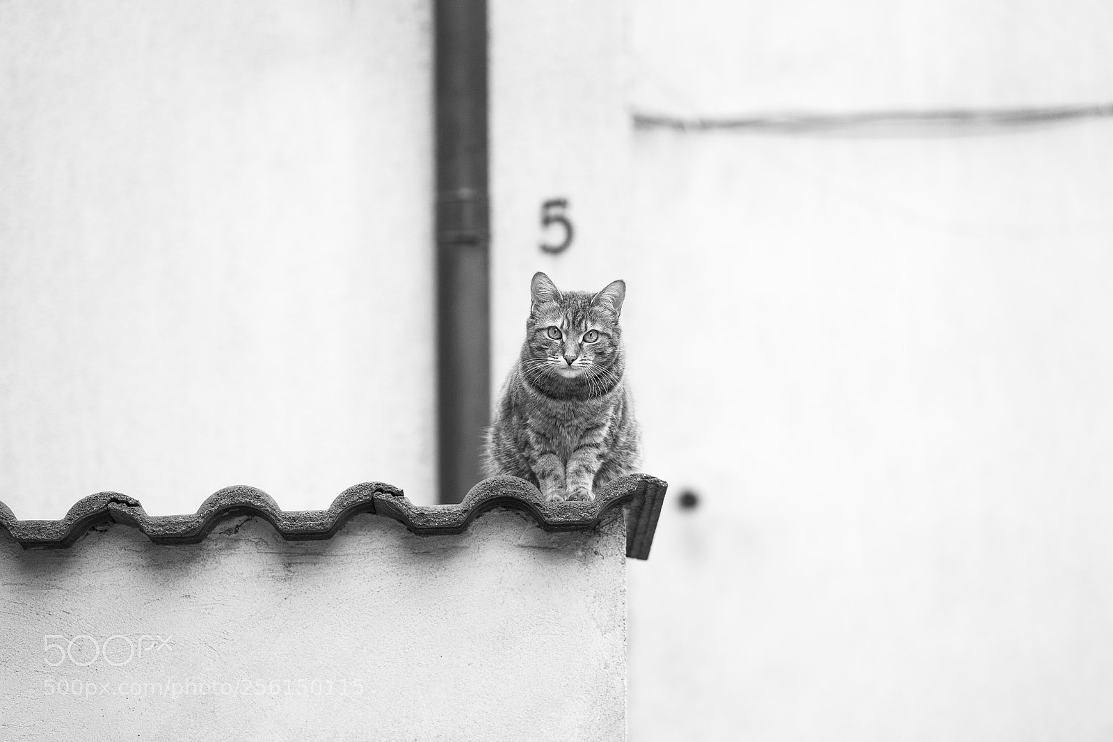 Sony a7 sample photo. 5 lifes photography