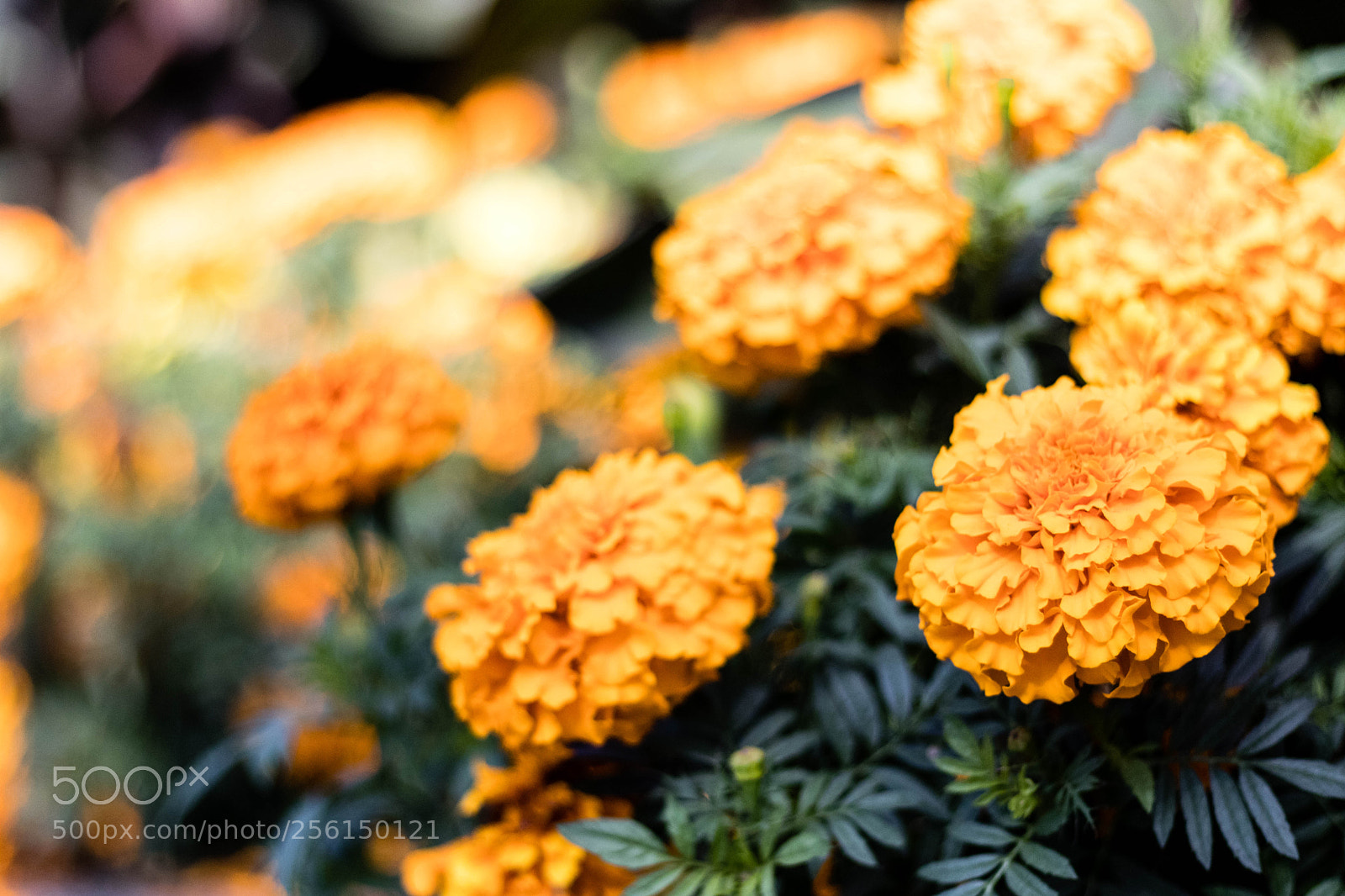 Canon EOS 80D sample photo. Flowers are dope photography