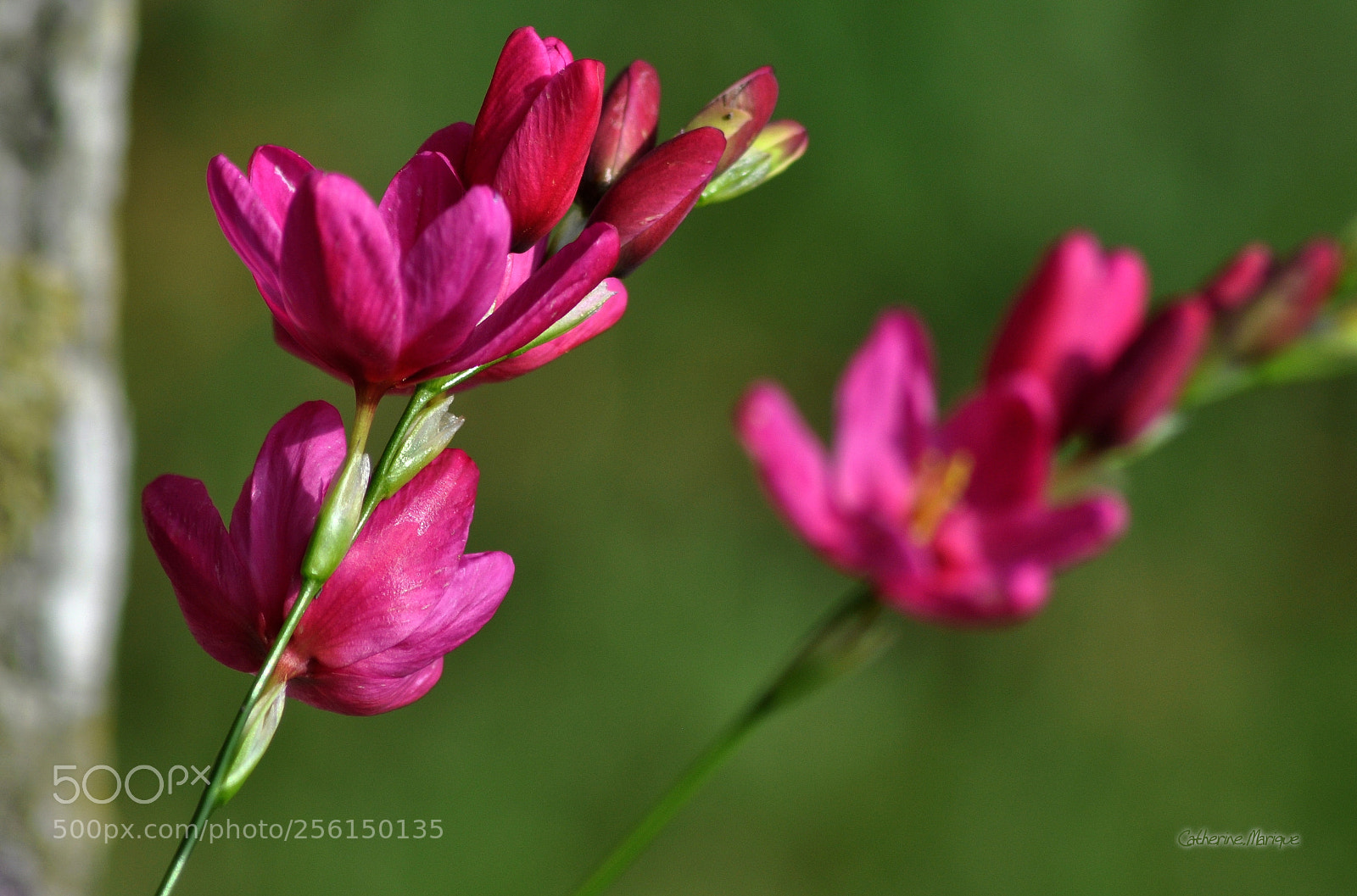 Nikon D5000 sample photo. Freesia... photography