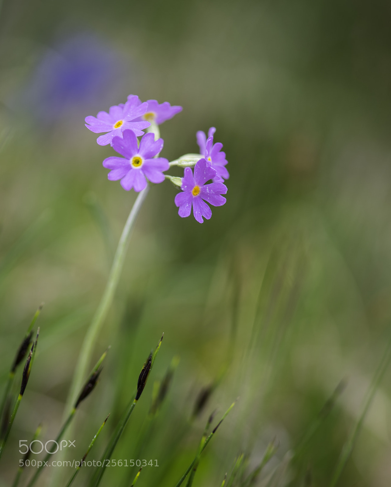 Nikon D750 sample photo. Summer meadow photography