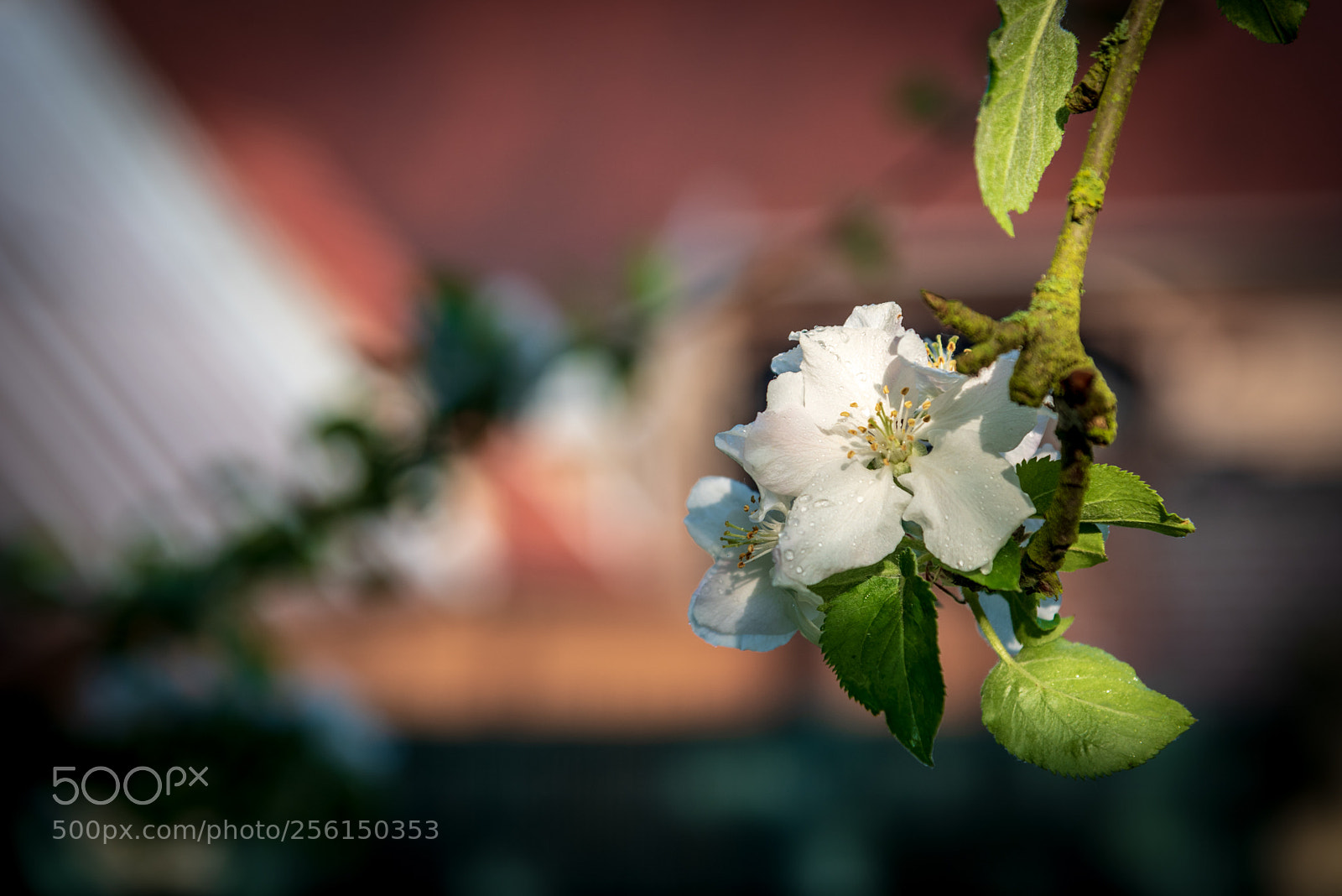 Nikon D750 sample photo. Flower wake-up photography
