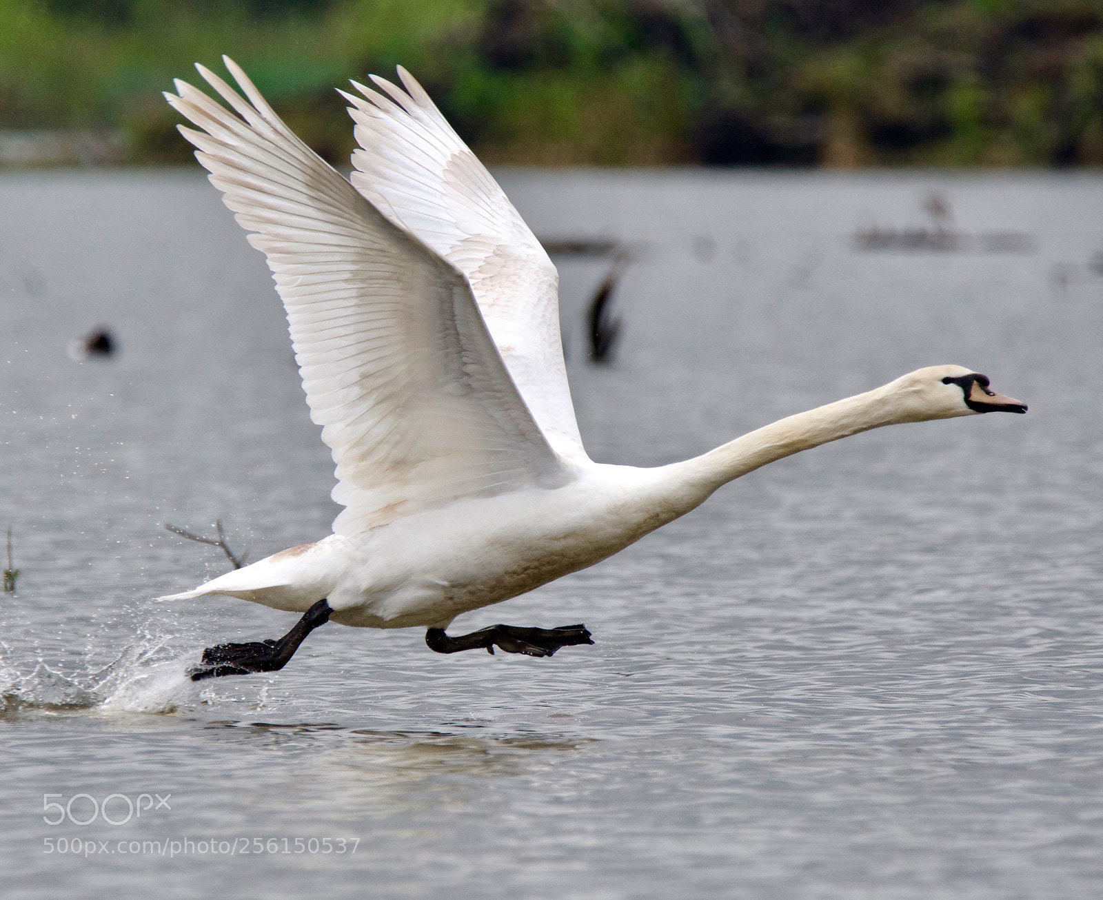Nikon D500 sample photo. Cygne  photography