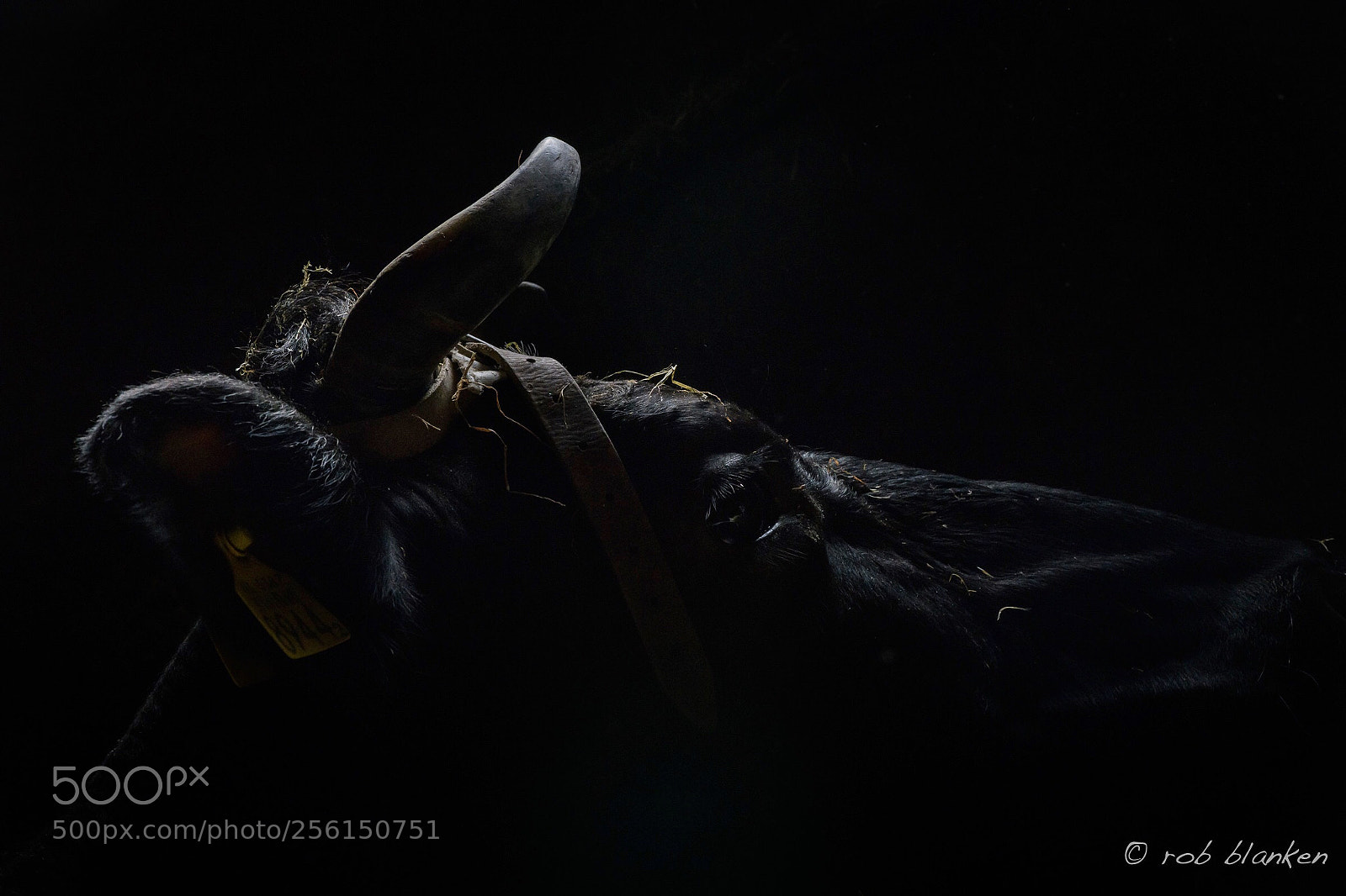 Nikon D850 sample photo. Cow (2) photography