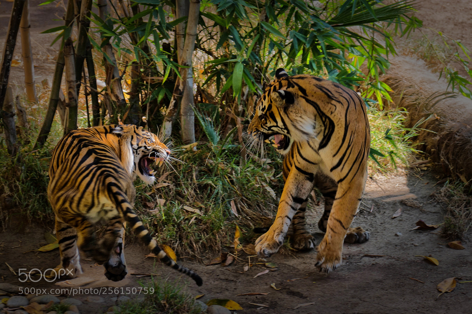Nikon D7100 sample photo. Tiger fight! photography