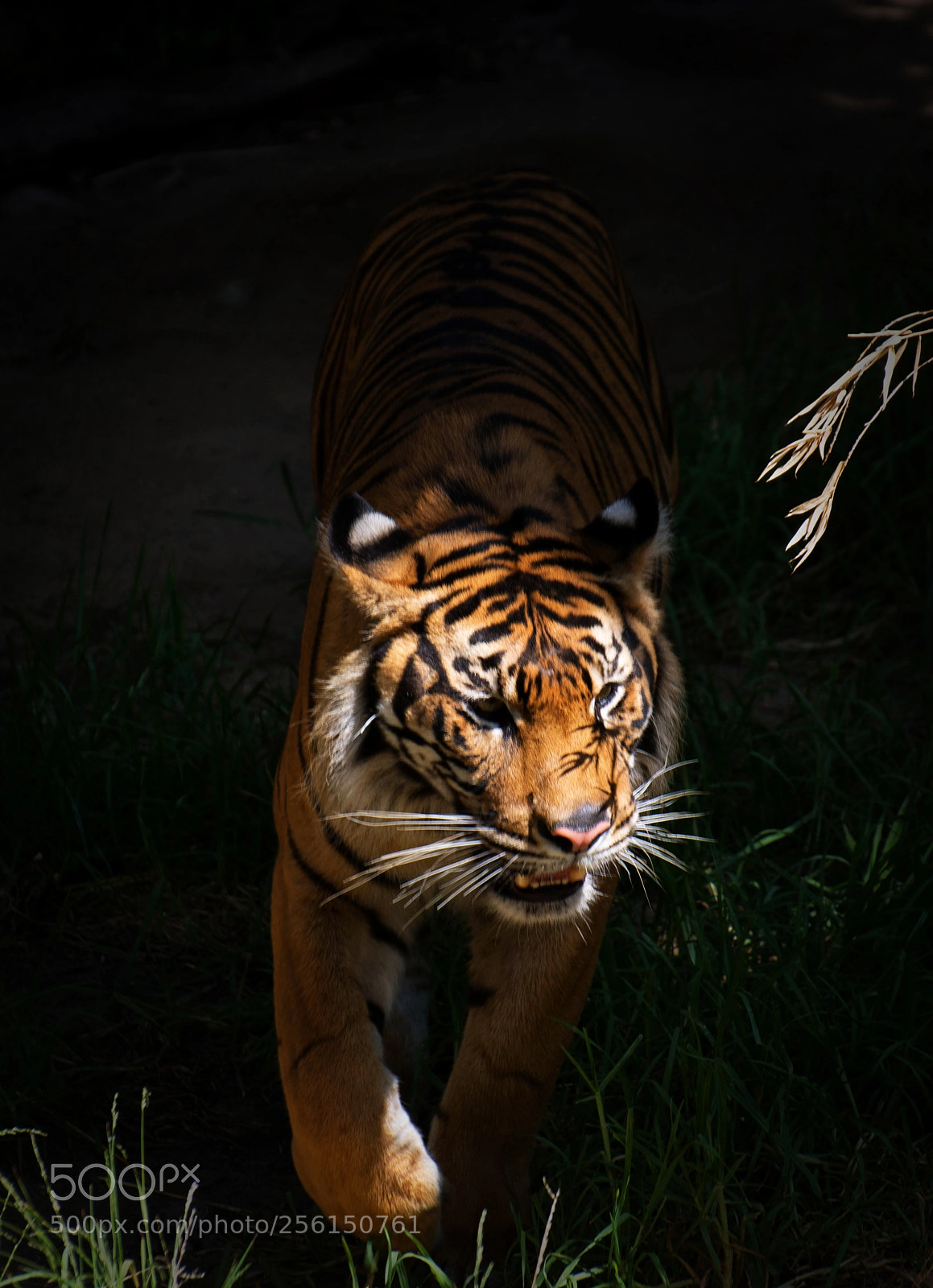Nikon D7100 sample photo. Out of the shadows photography