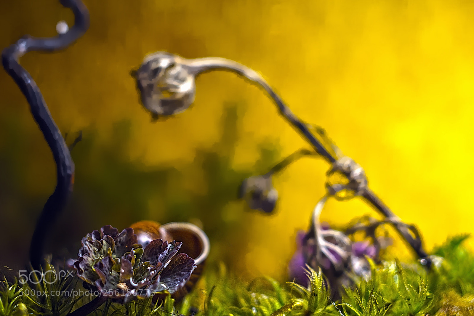 Sony SLT-A65 (SLT-A65V) sample photo. в лесу... photography