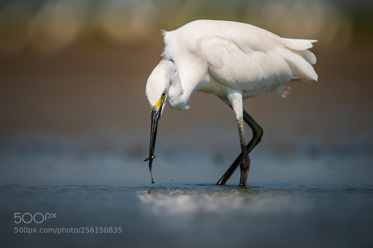 Nikon D5500 sample photo. Egret photography
