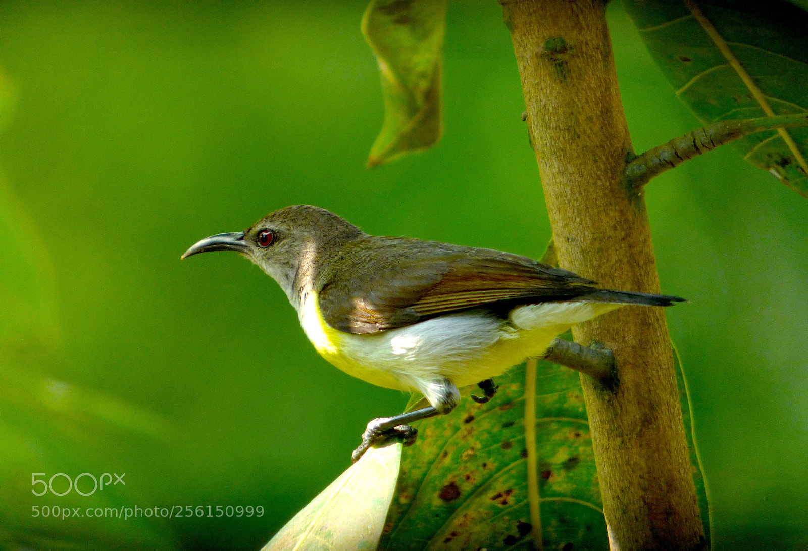 Panasonic Lumix DMC-FZ70 sample photo. Morning bird photography