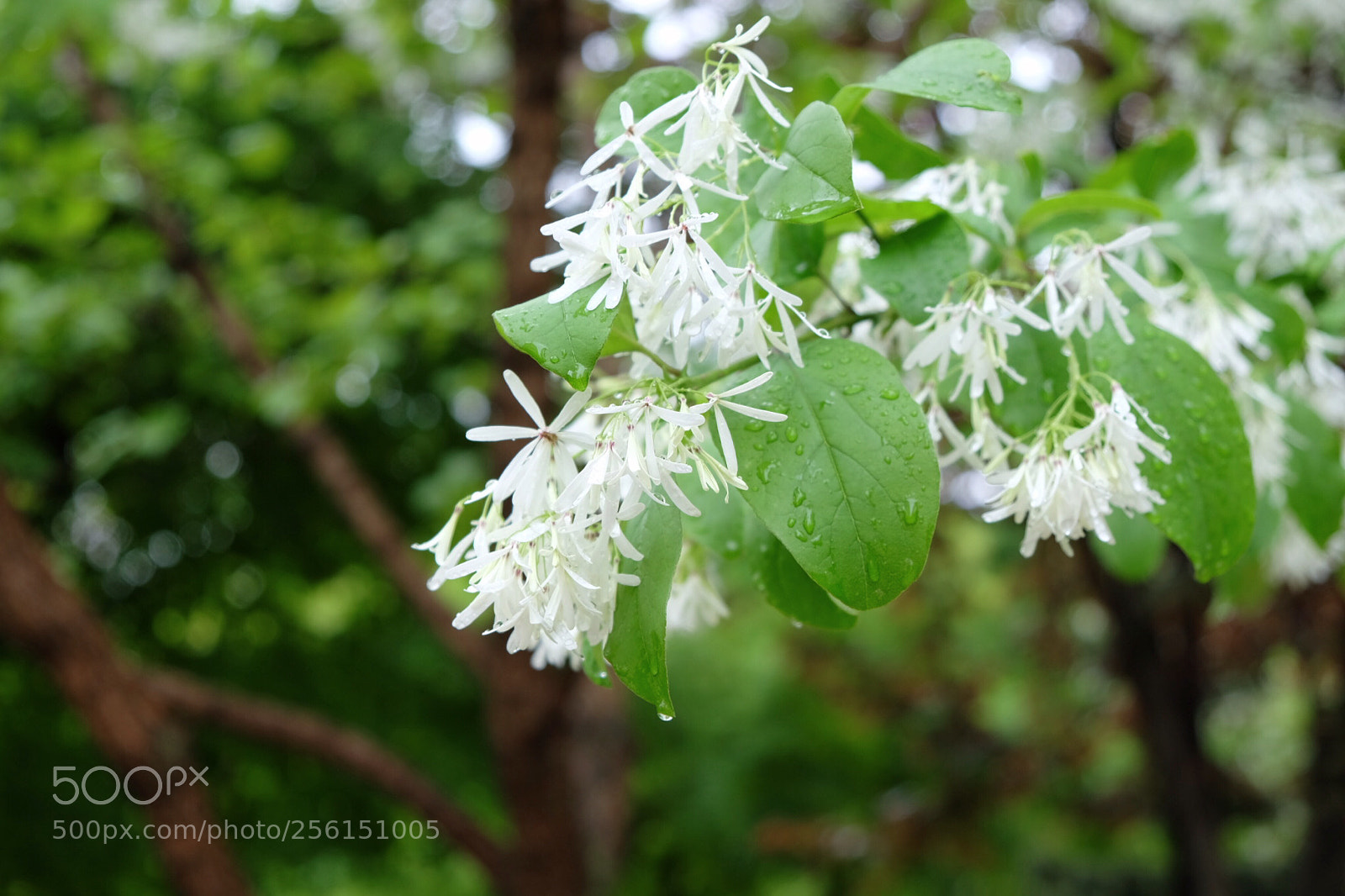 Fujifilm X-E2S sample photo. Chionanthus retusa photography