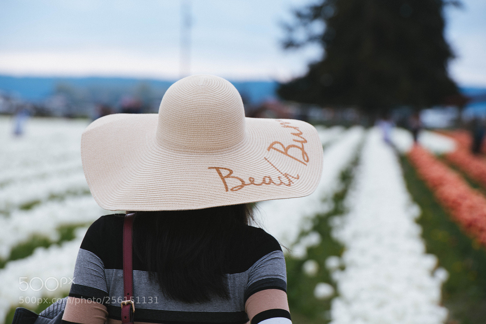 Nikon D850 sample photo. Flower photography